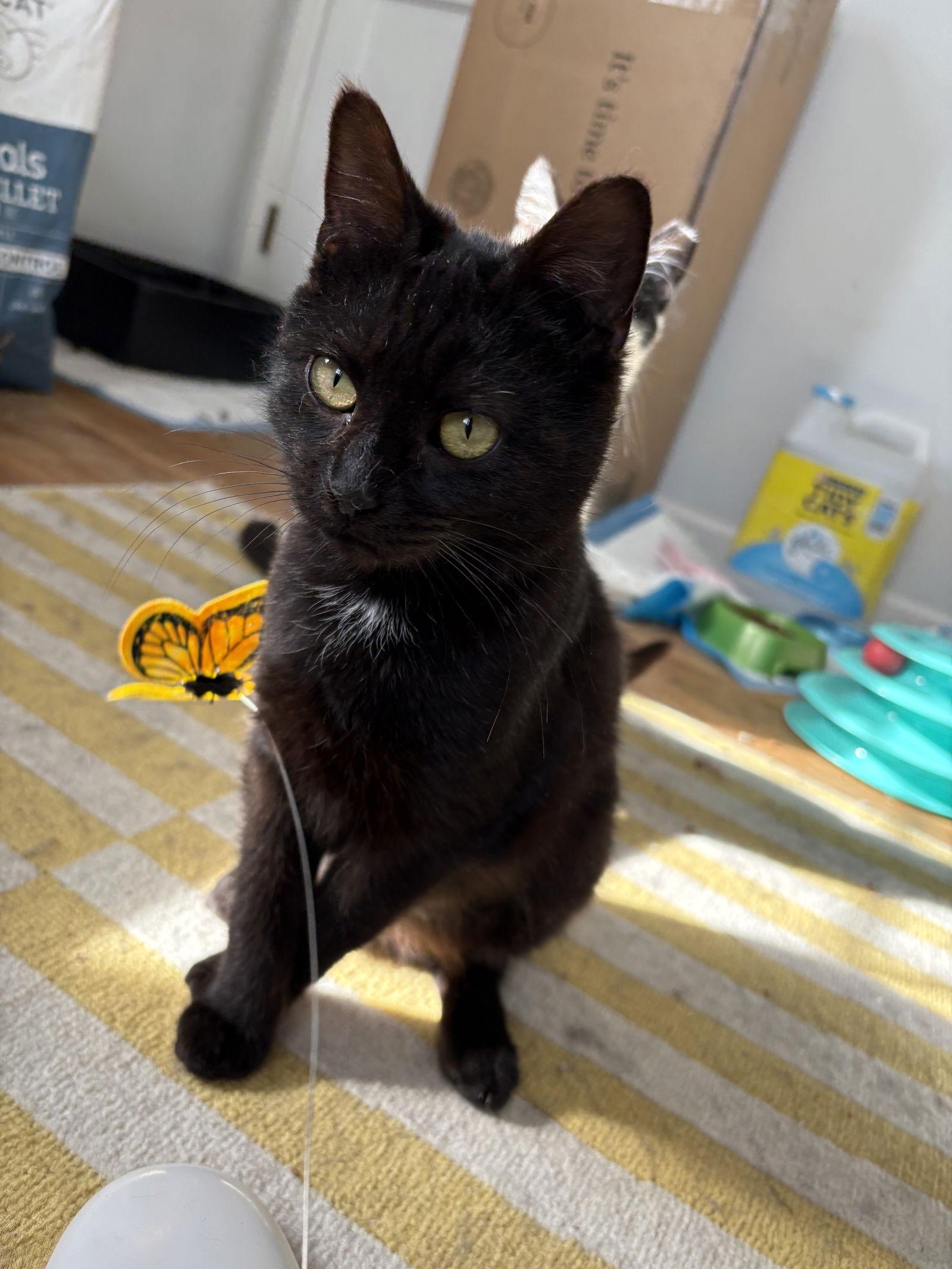 Enlarge Wren (FCID# 12/29/2025 - 30 Brandywine PS) C, a Adopted Domestic Short Hair in Greenville, DE image 1/3