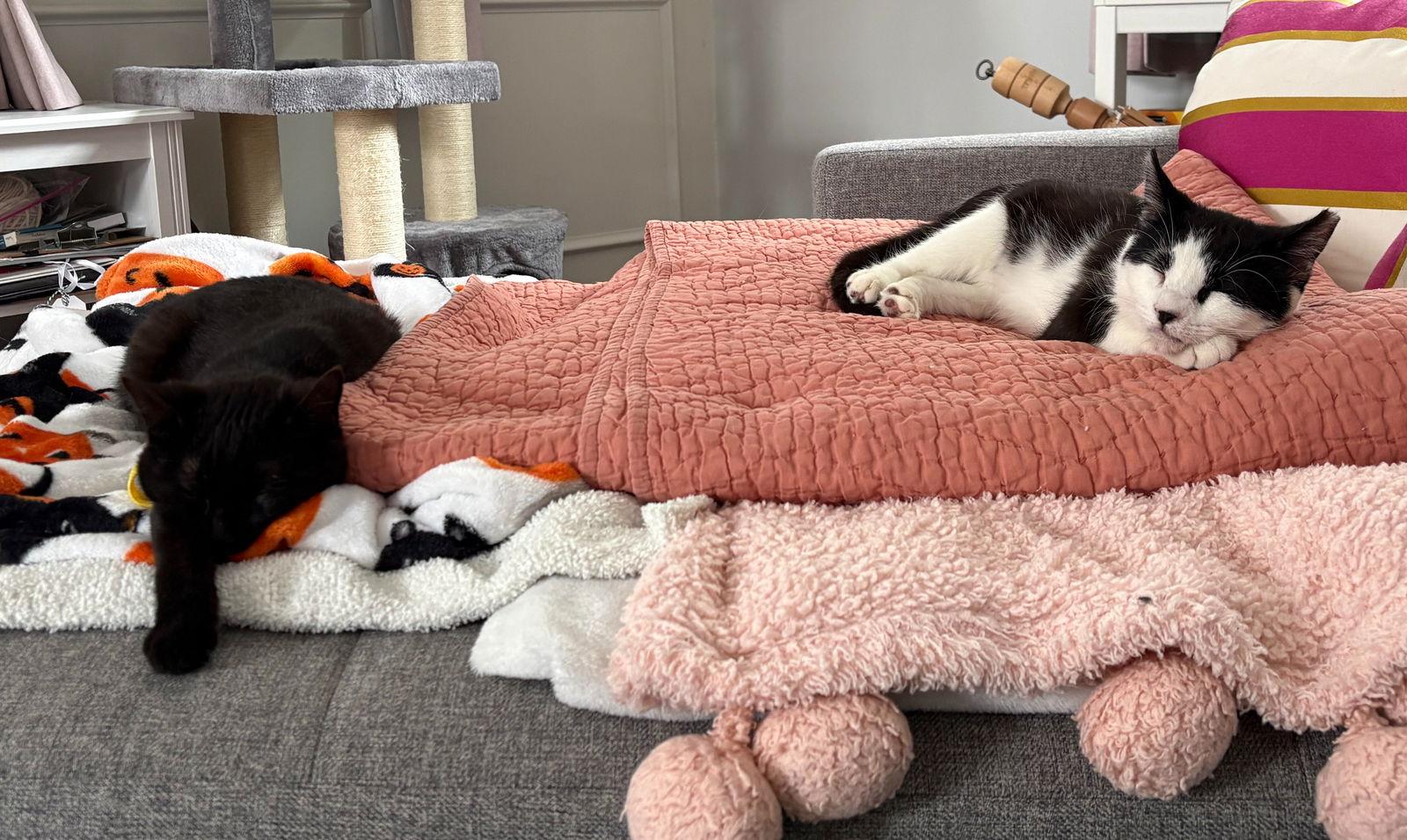 Enlarge Wren (FCID# 12/29/2025 - 30 Brandywine PS) C, a Adopted Domestic Short Hair in Greenville, DE image 2/3