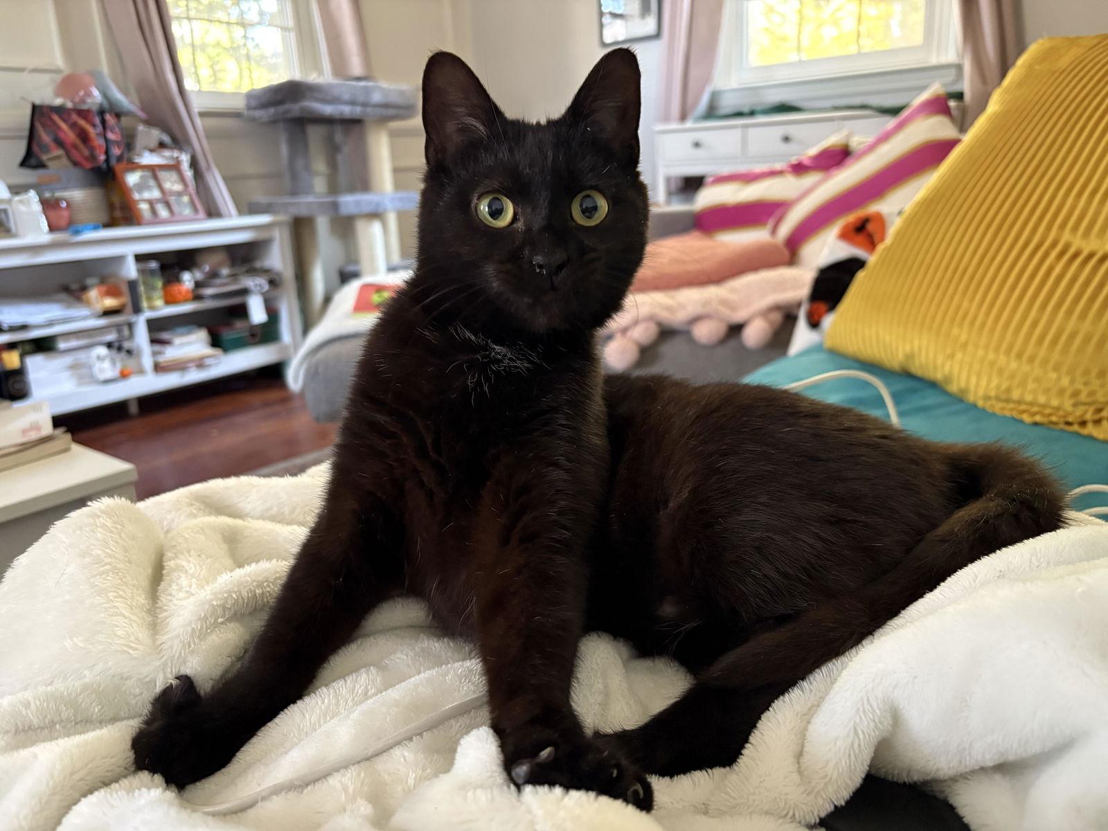 Enlarge Wren (FCID# 12/29/2025 - 30 Brandywine PS) C, a Adopted Domestic Short Hair in Greenville, DE image 3/3