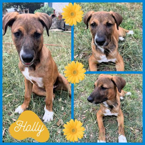 Holly