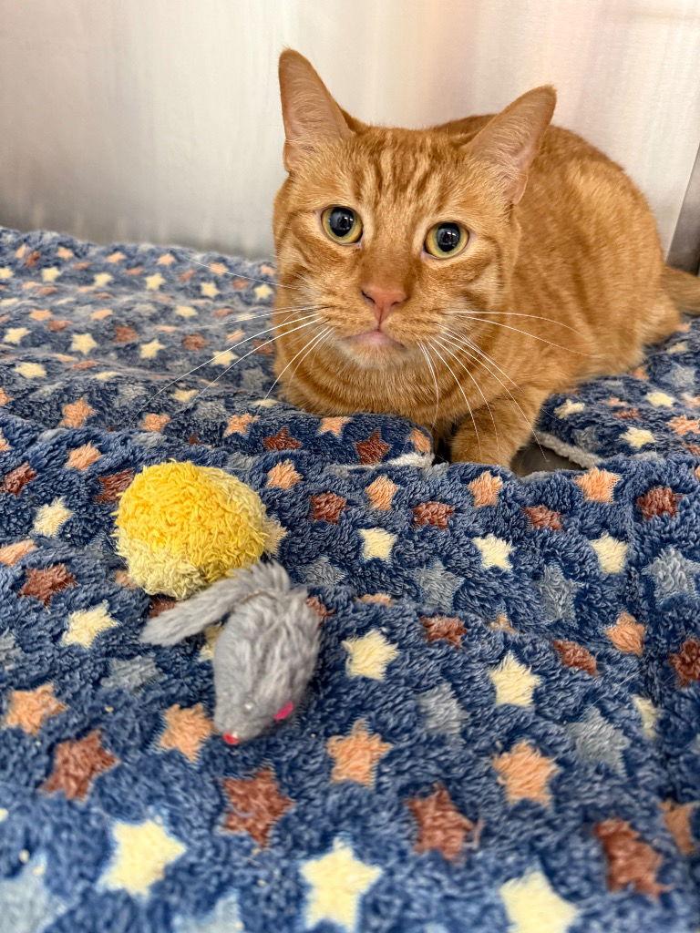 Lil' Ray, Adoptable, Adult Male Tabby & Domestic Short Hair.