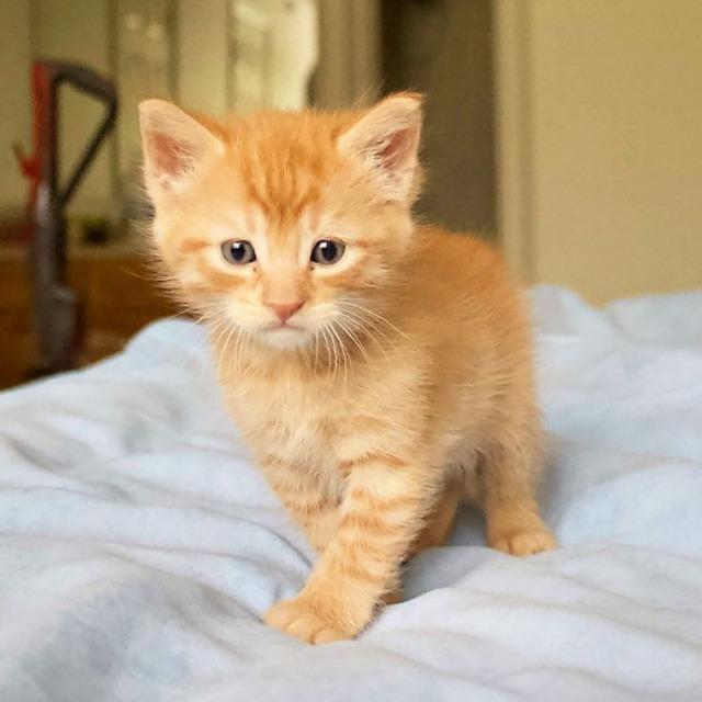 Ray, Adoptable, Adult Male Tabby & Domestic Short Hair.