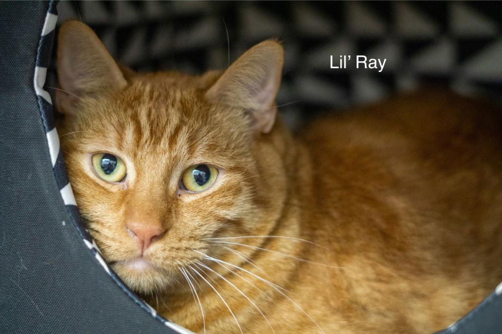 Ray, a Adoptable mixed breed in Saint George, UT image 2/3