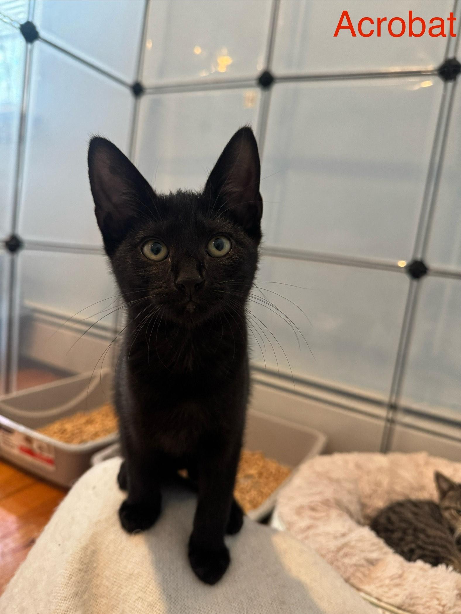 Enlarge Acrobat - Circus Baby, a Adopted Domestic Short Hair in East Northport, NY image 1/1