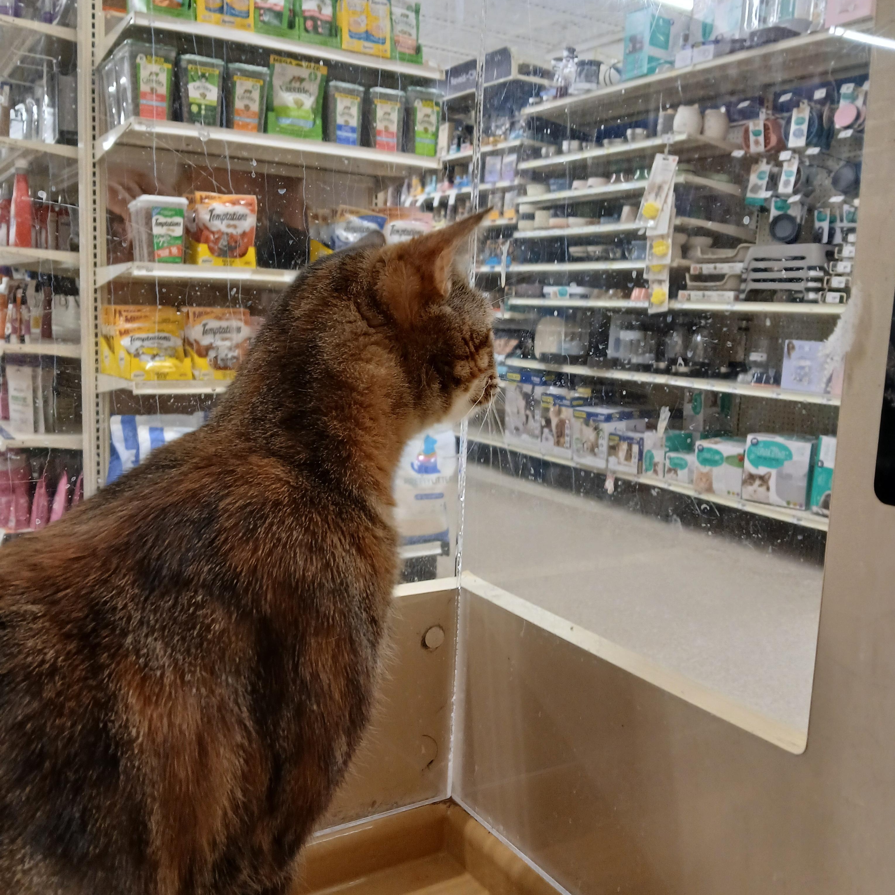 Enlarge Maggie, an adopted Domestic Short Hair in Cambridge, MA image 4/4