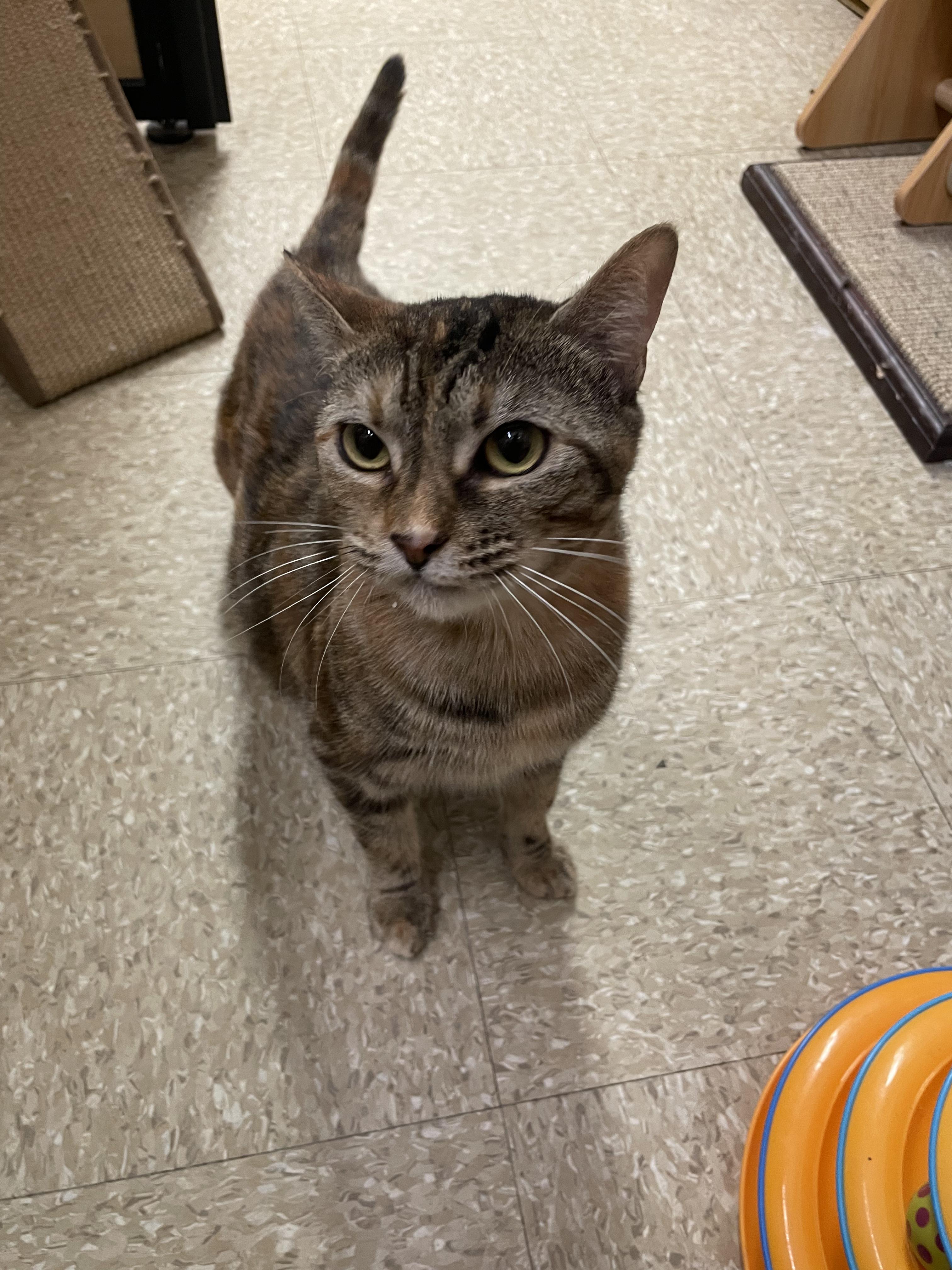 Enlarge Maggie, an adopted Domestic Short Hair in Cambridge, MA image 3/4