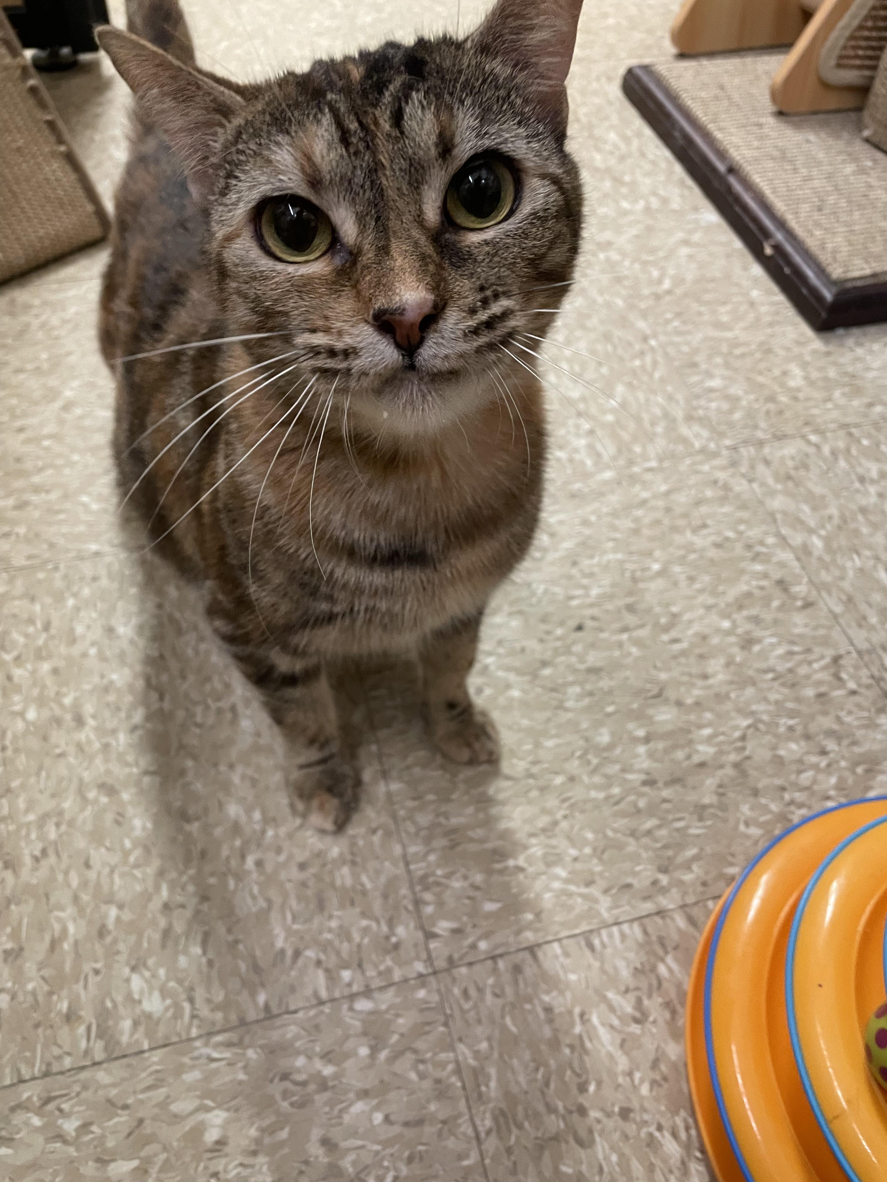 Enlarge Maggie, an adopted Domestic Short Hair in Cambridge, MA image 2/4