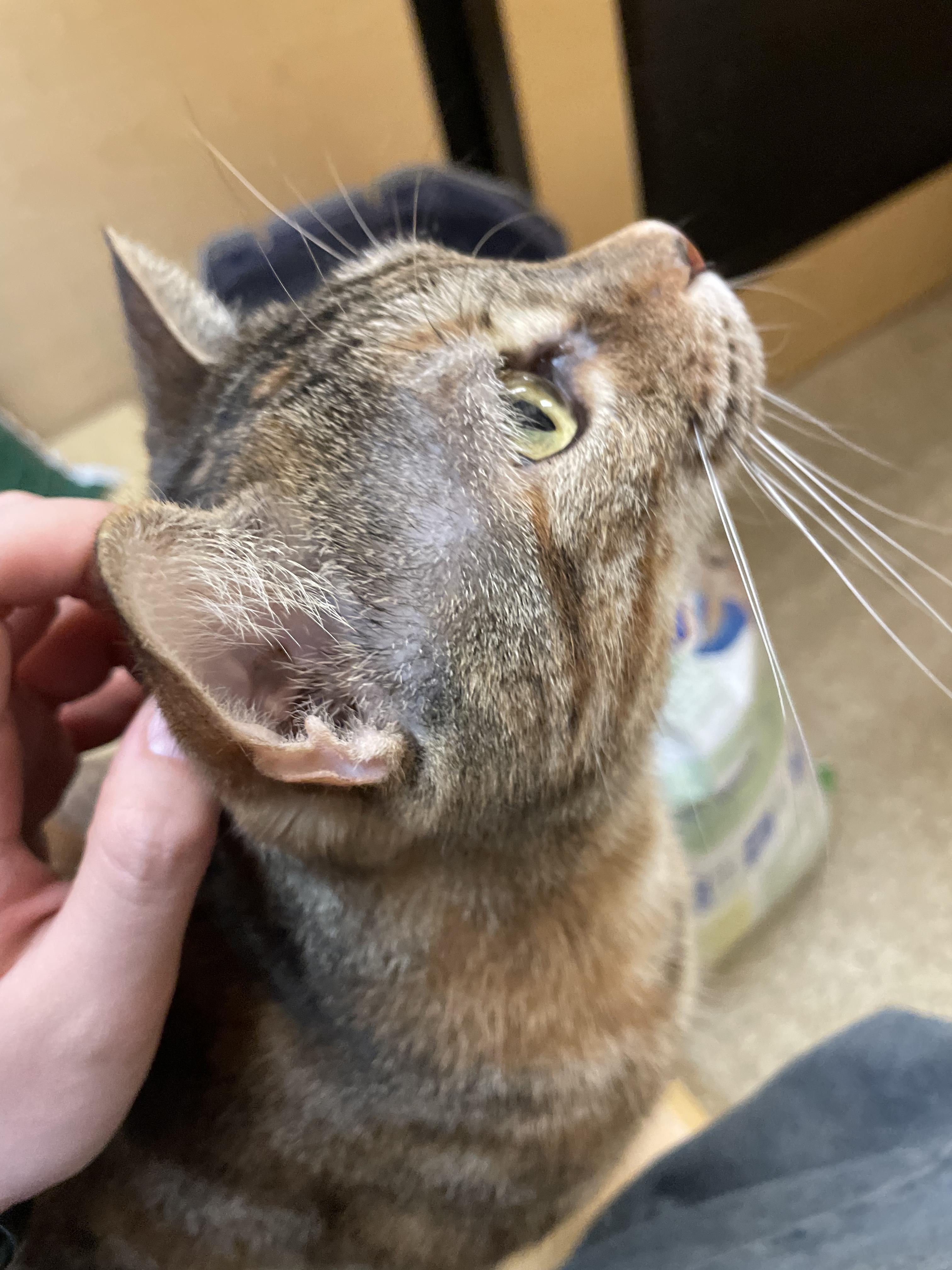 Maggie, adopted, Young Female Domestic Short Hair.