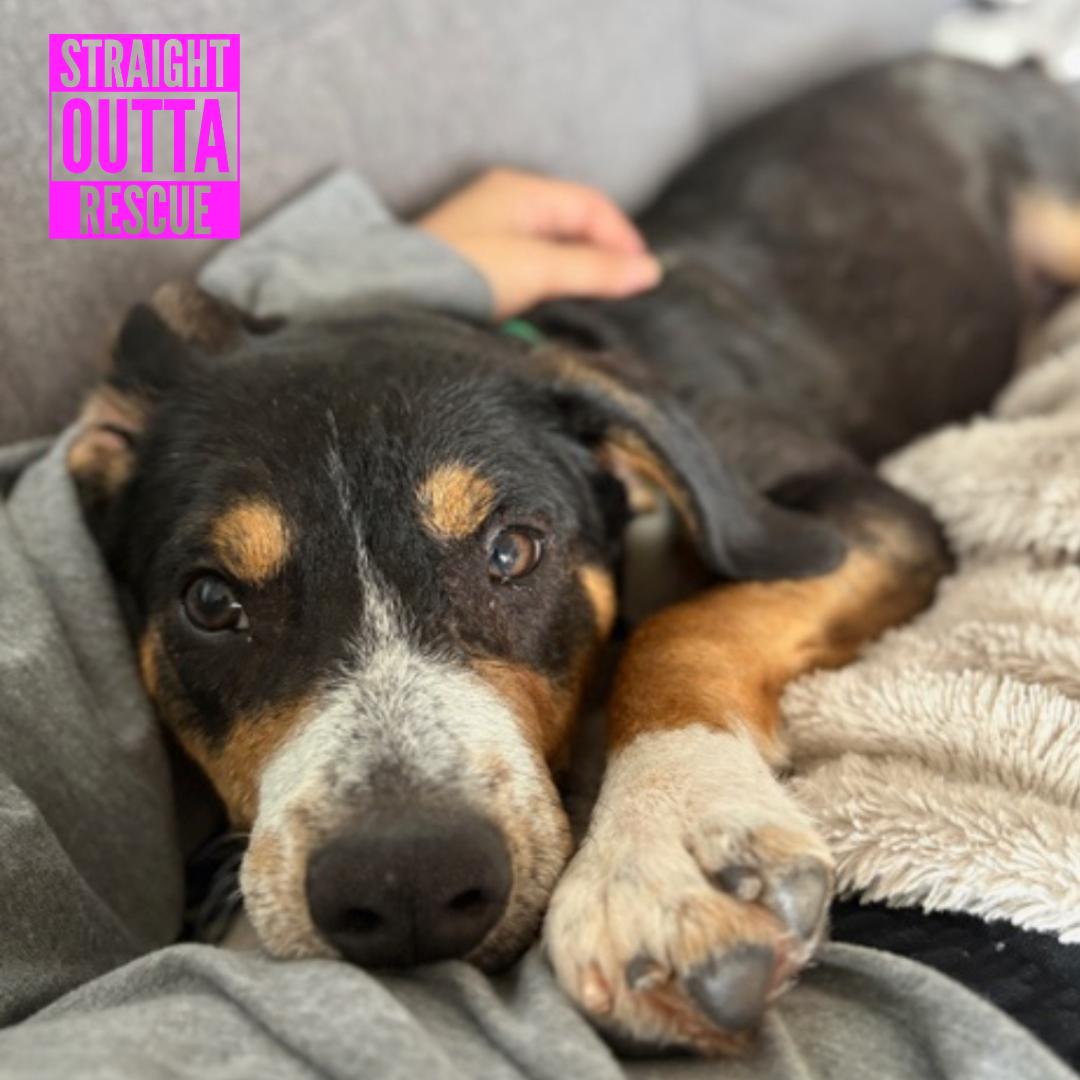 Scout, a ADOPTABLE mixed breed in Vancouver, BC image 6/6