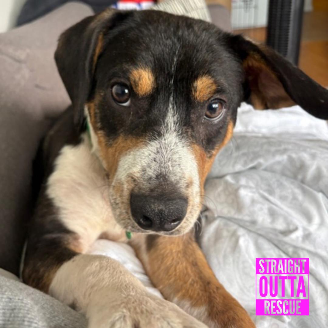 Scout, ADOPTABLE, Puppy Male Shepherd.