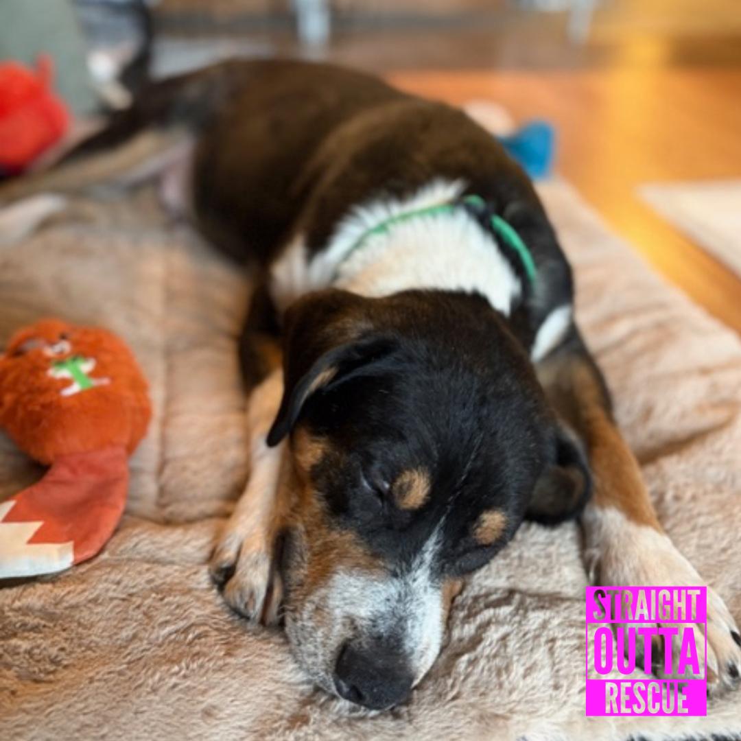 Scout, a ADOPTABLE mixed breed in Vancouver, BC image 3/6