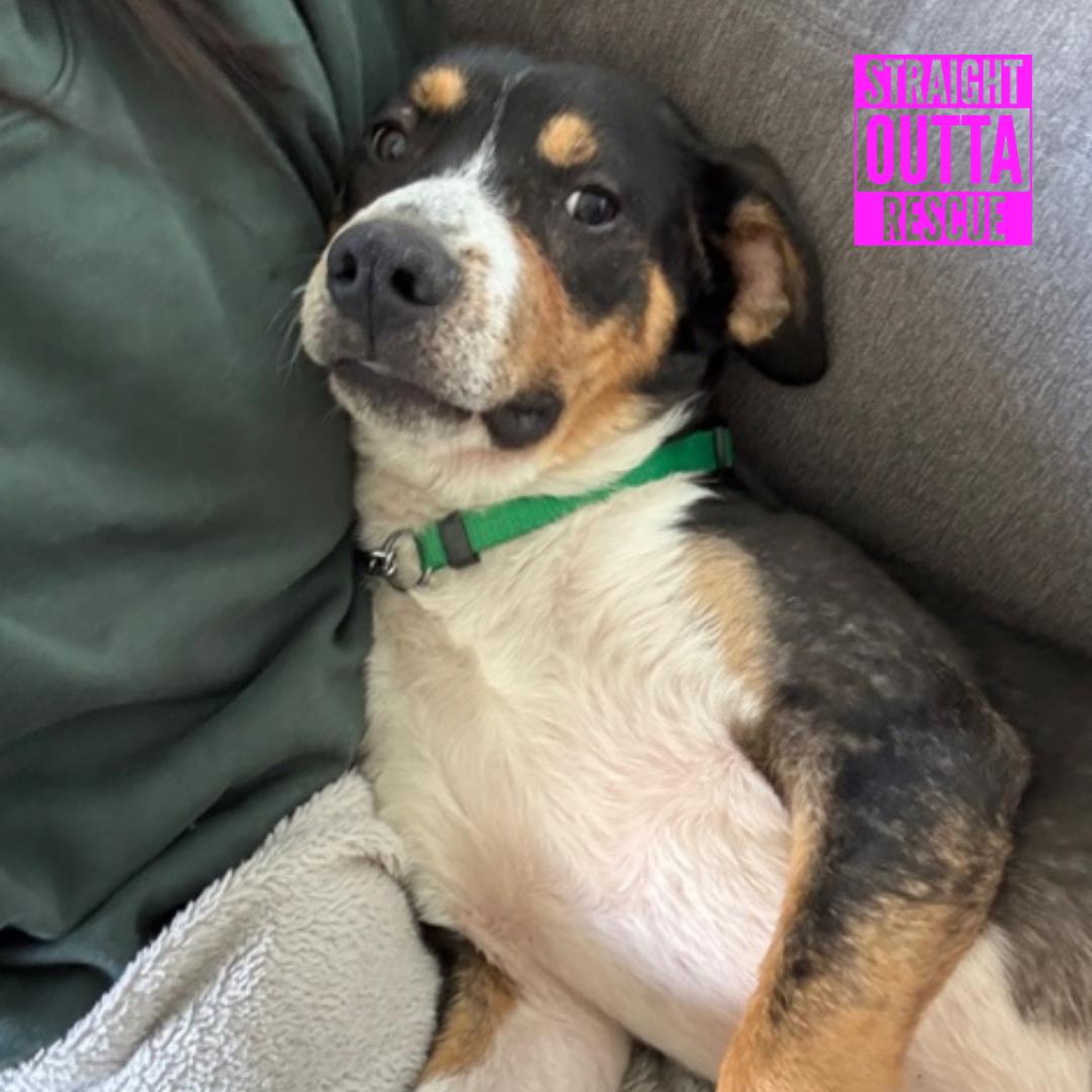 Scout, a ADOPTABLE mixed breed in Vancouver, BC image 2/6