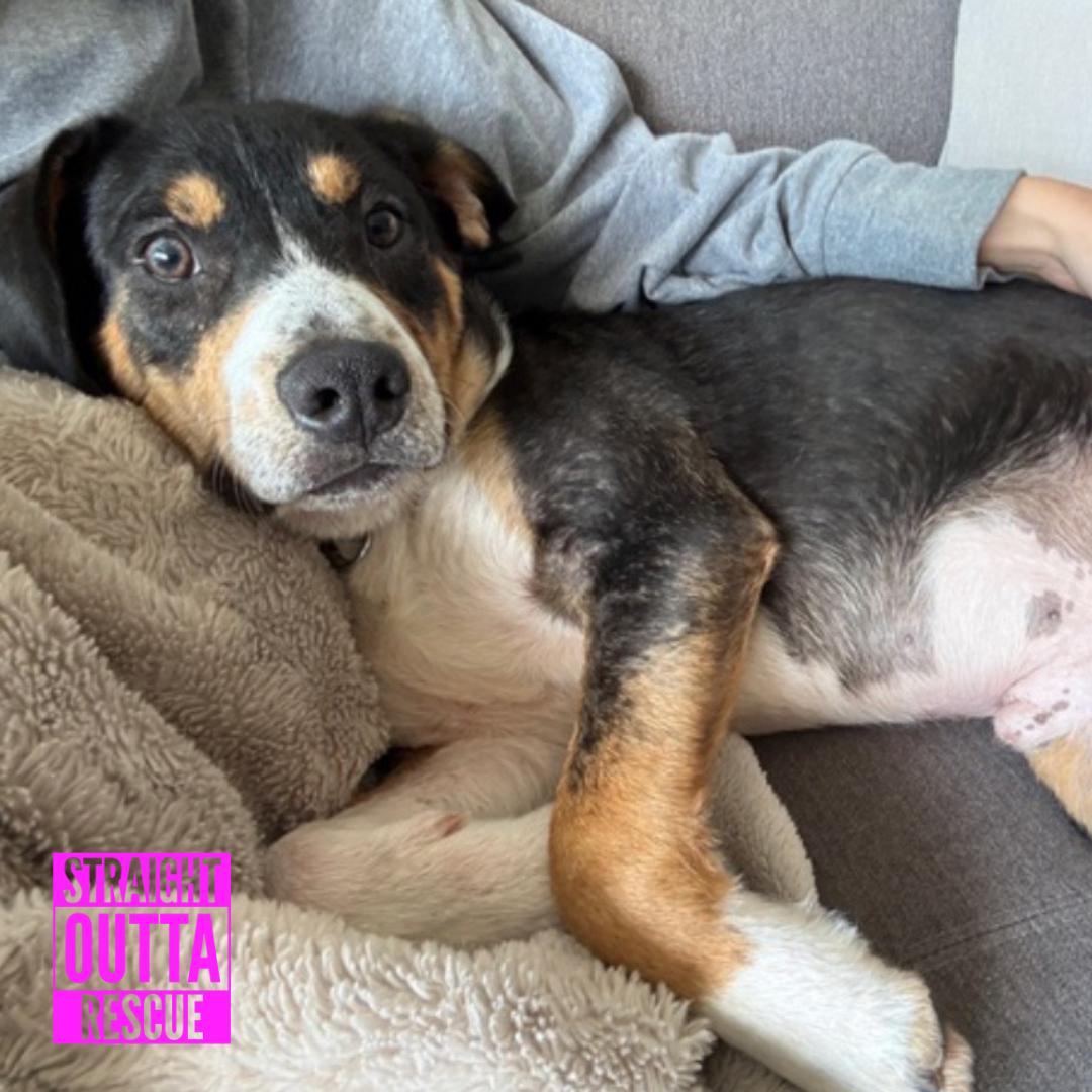 Scout, a ADOPTABLE mixed breed in Vancouver, BC image 5/6