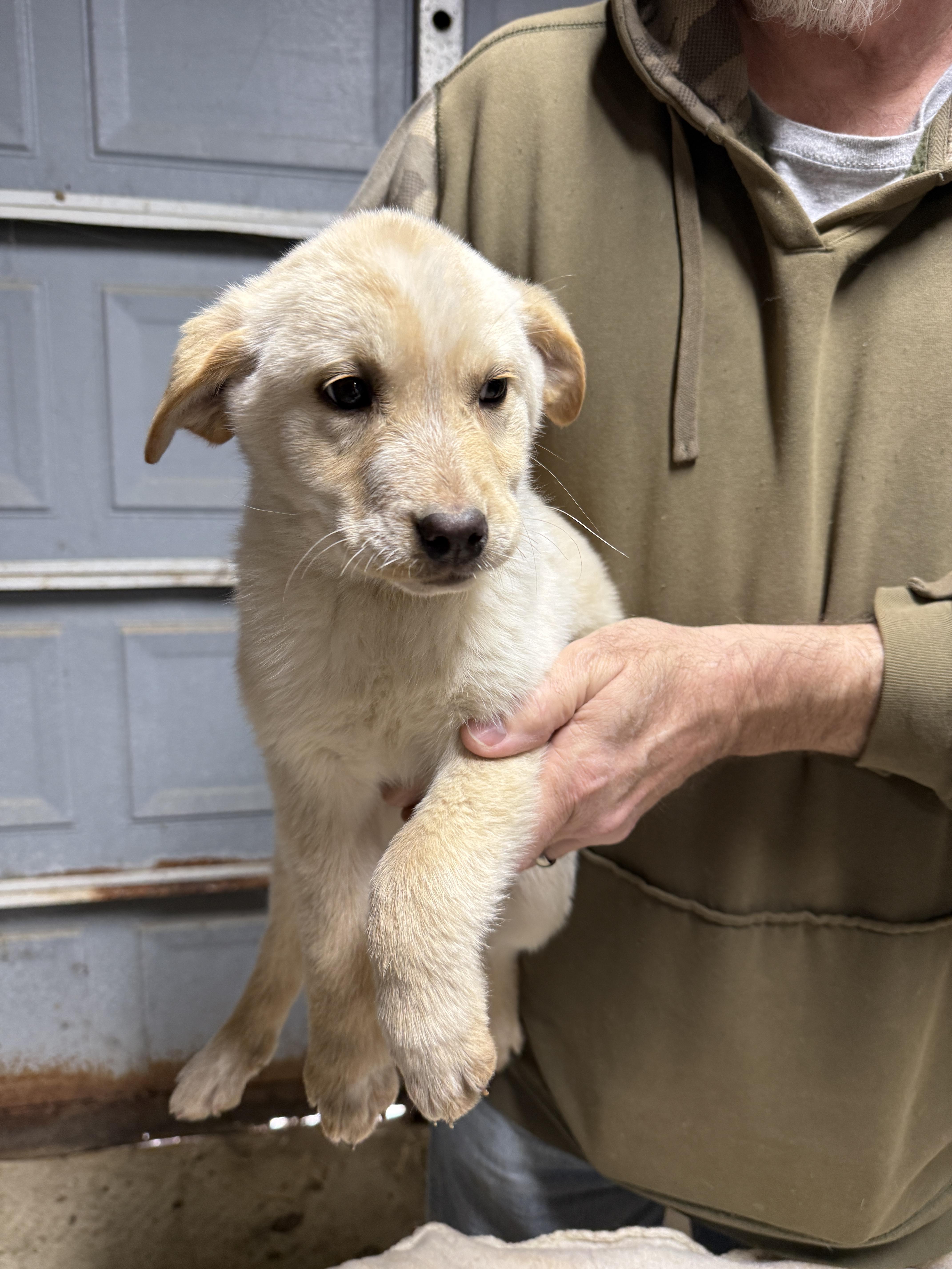 Sage, ADOPTABLE, Puppy Female Labrador Retriever & Border Collie.