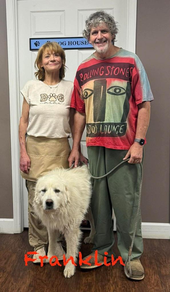 Franklin, Adopted, Young Male Great Pyrenees.