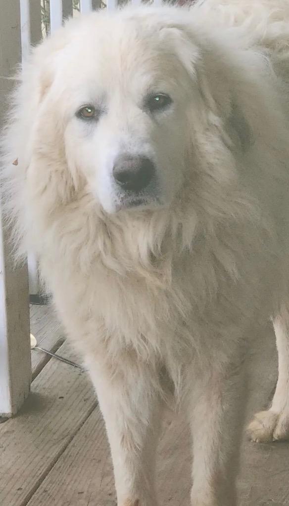 Enlarge Franklin, a Adopted Great Pyrenees in Crossville, TN image 2/2