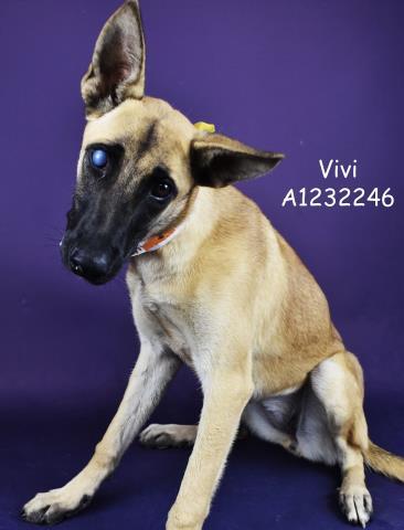 Vivi