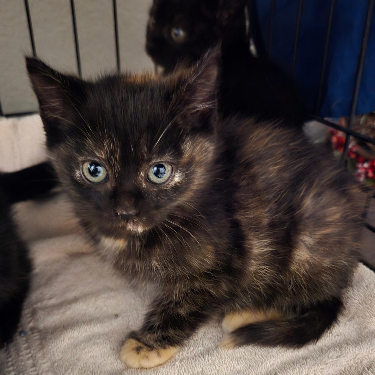 Enlarge Callie, an adopted Domestic Short Hair in Niantic, CT image 3/5