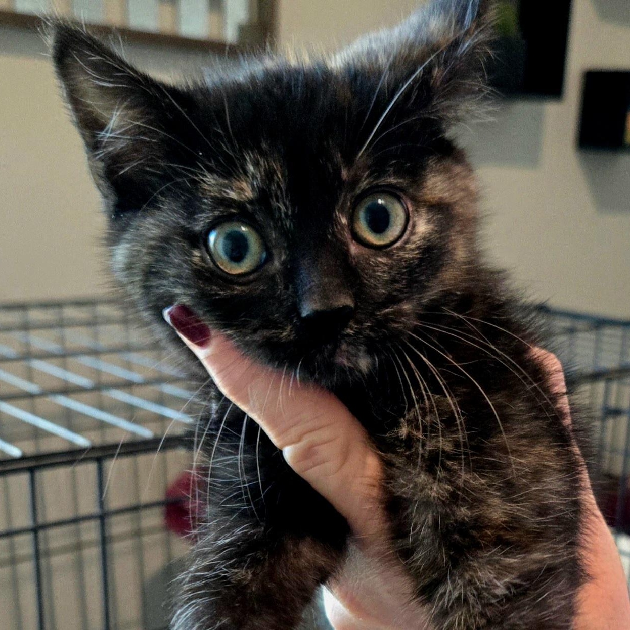 Callie, Adoptable, Kitten Female Domestic Short Hair.