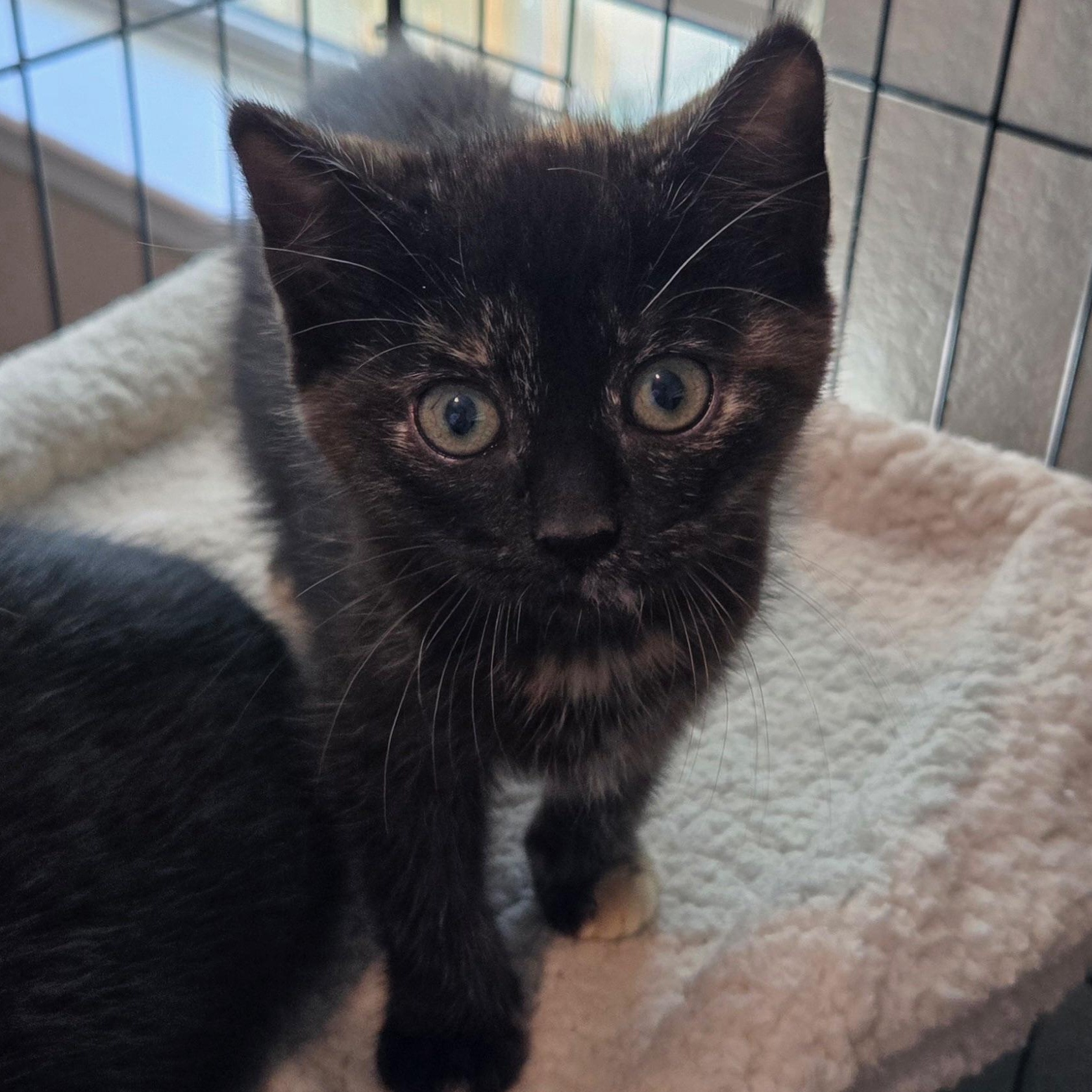 Enlarge Callie, an adopted Domestic Short Hair in Niantic, CT image 4/5