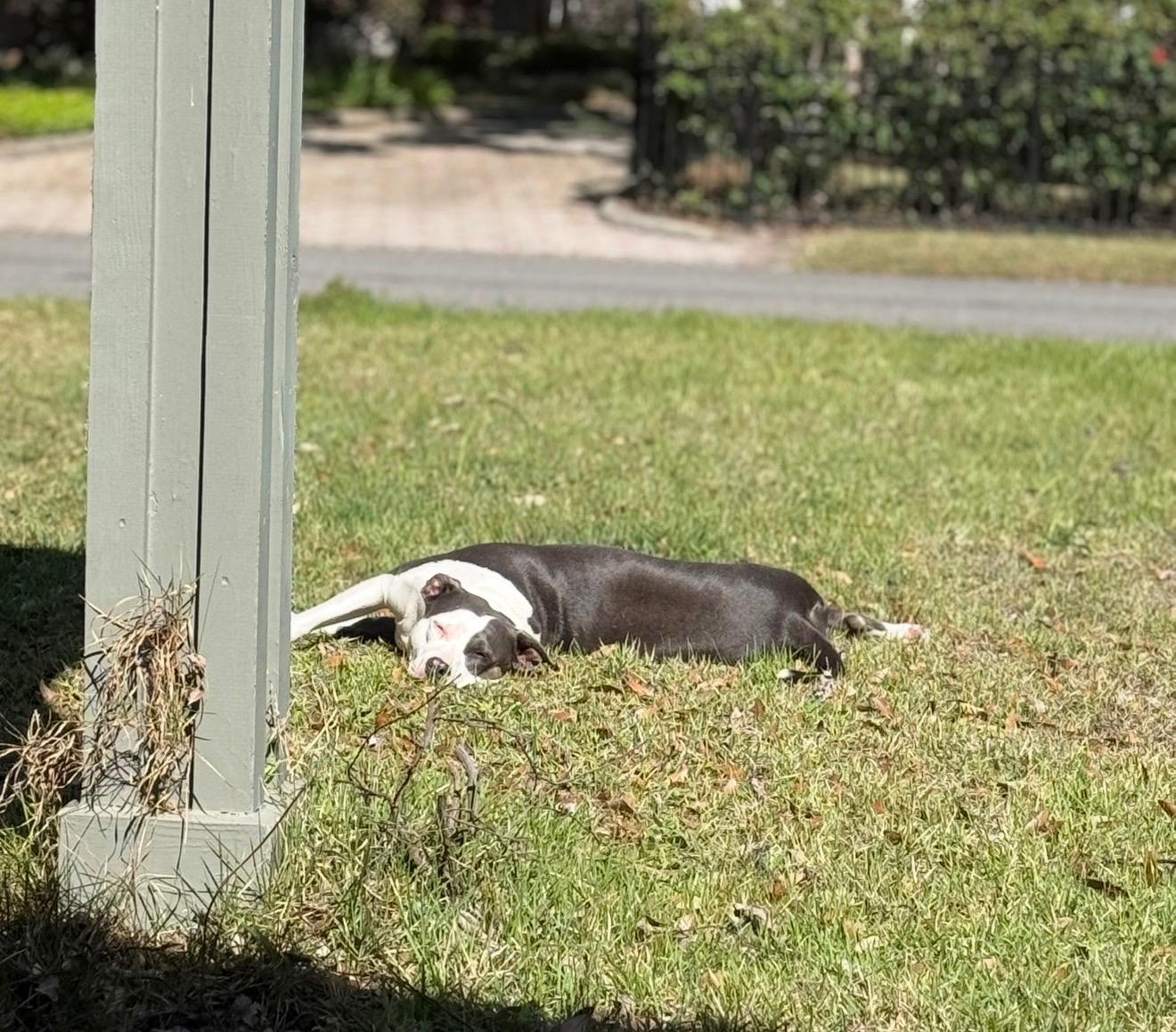 Enlarge Bailey, an adopted American Bulldog in Eglin AFB, FL image 2/4