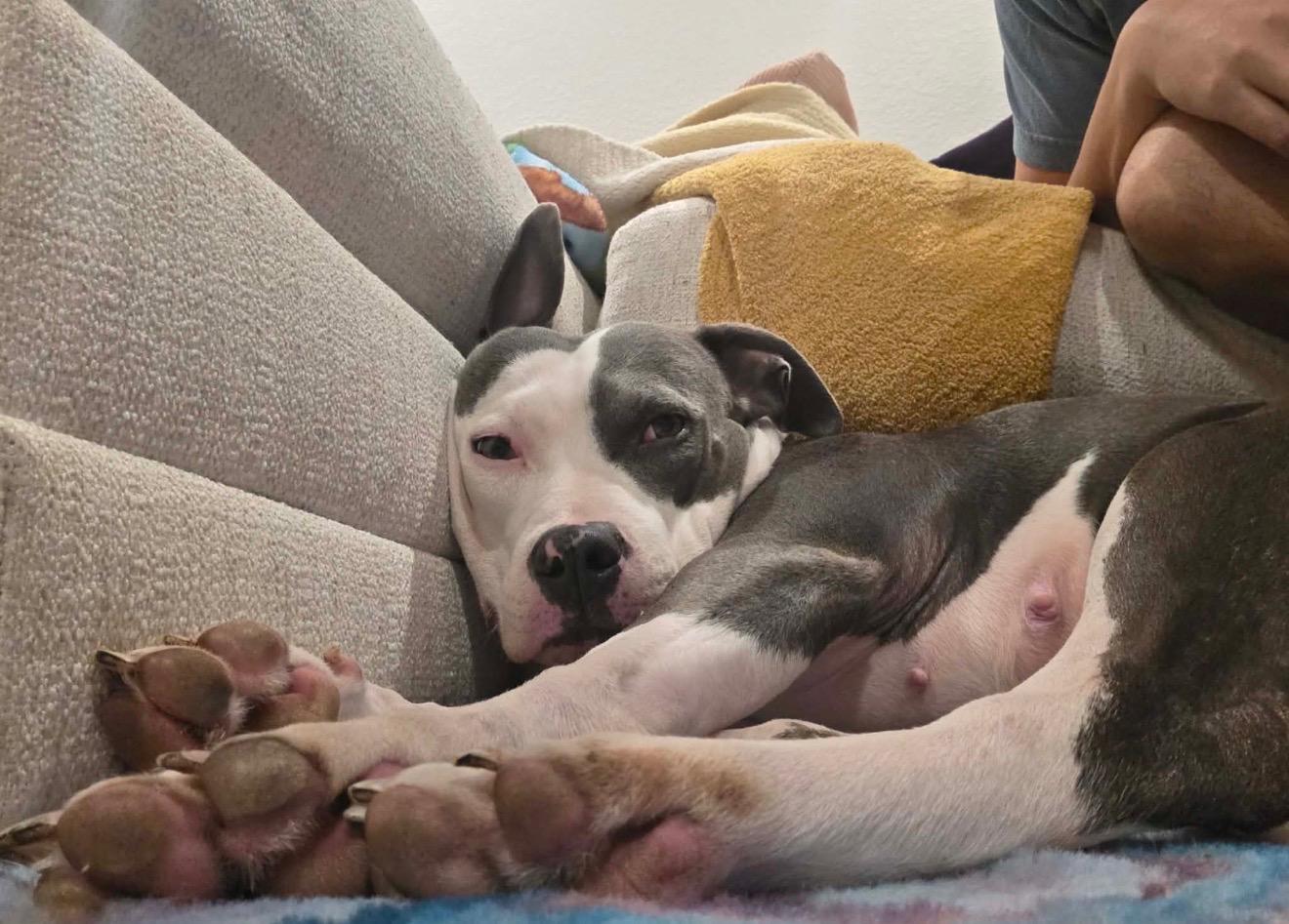 Enlarge Bailey, an adopted American Bulldog in Eglin AFB, FL image 3/4