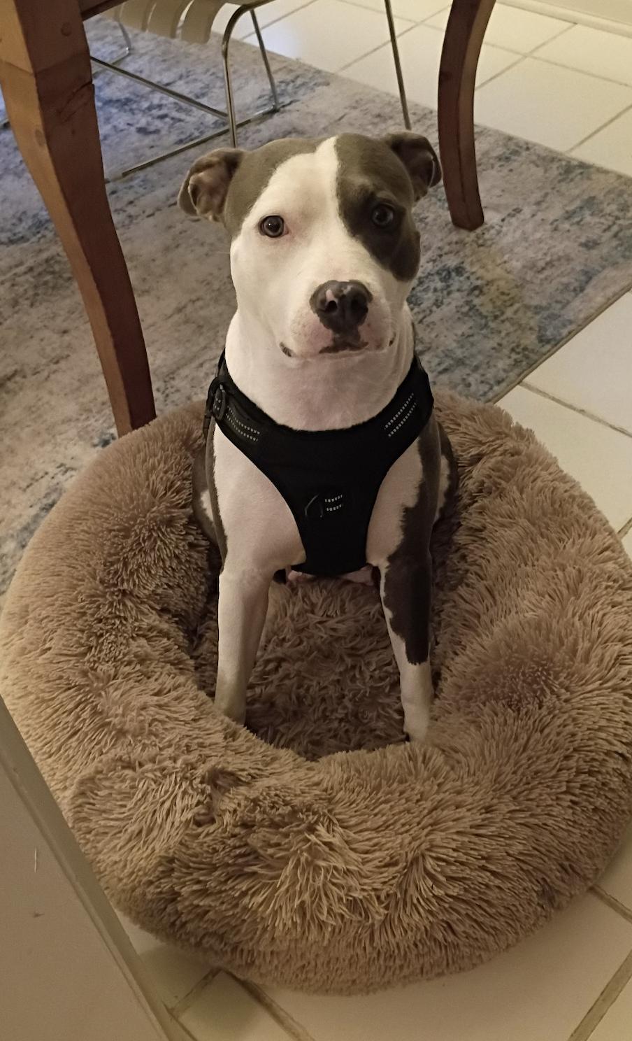 Enlarge Bailey, an adopted American Bulldog in Eglin AFB, FL image 4/4
