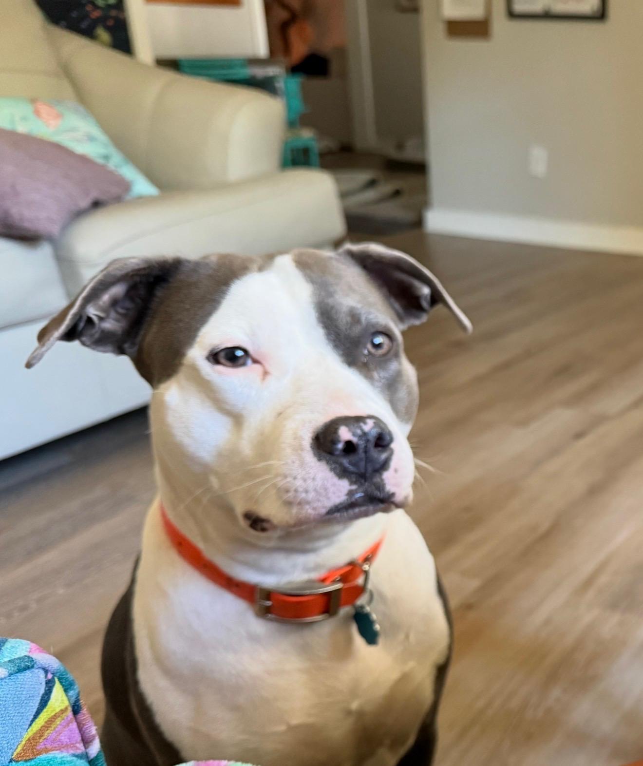Bailey, adopted, Young Female American Bulldog.