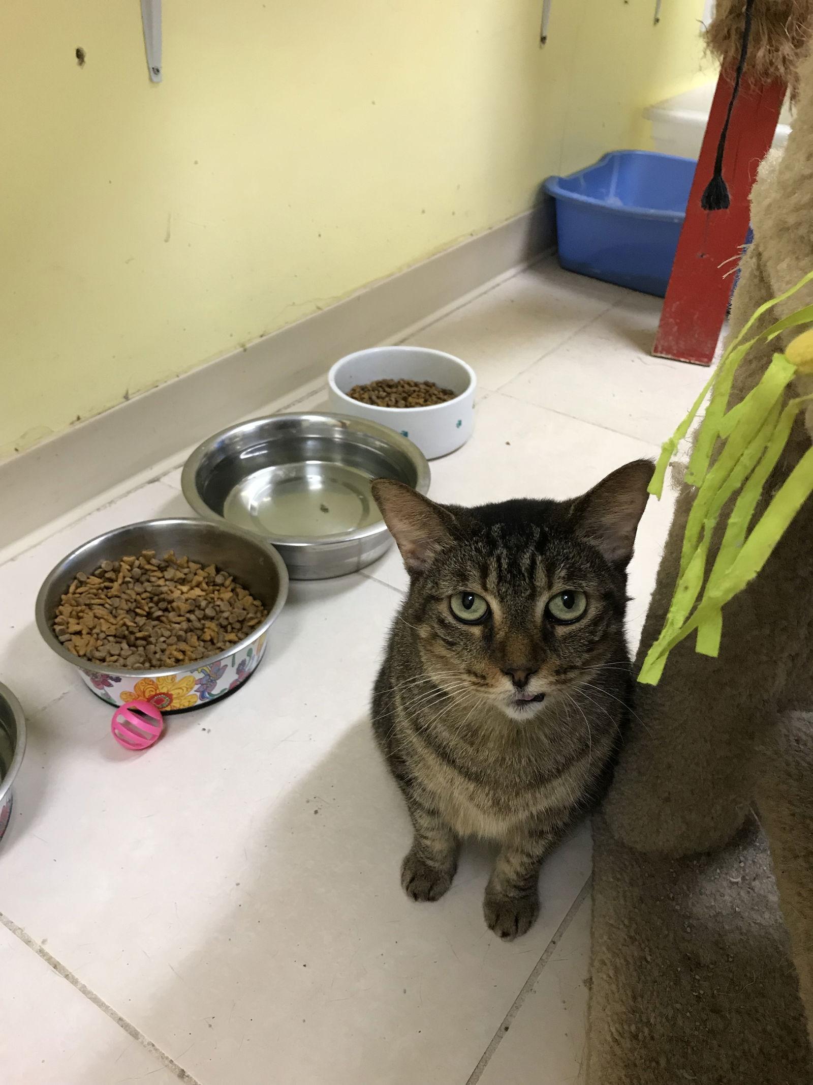 Elvis, a Adoptable Domestic Short Hair in Oakland Park, FL image 1/3