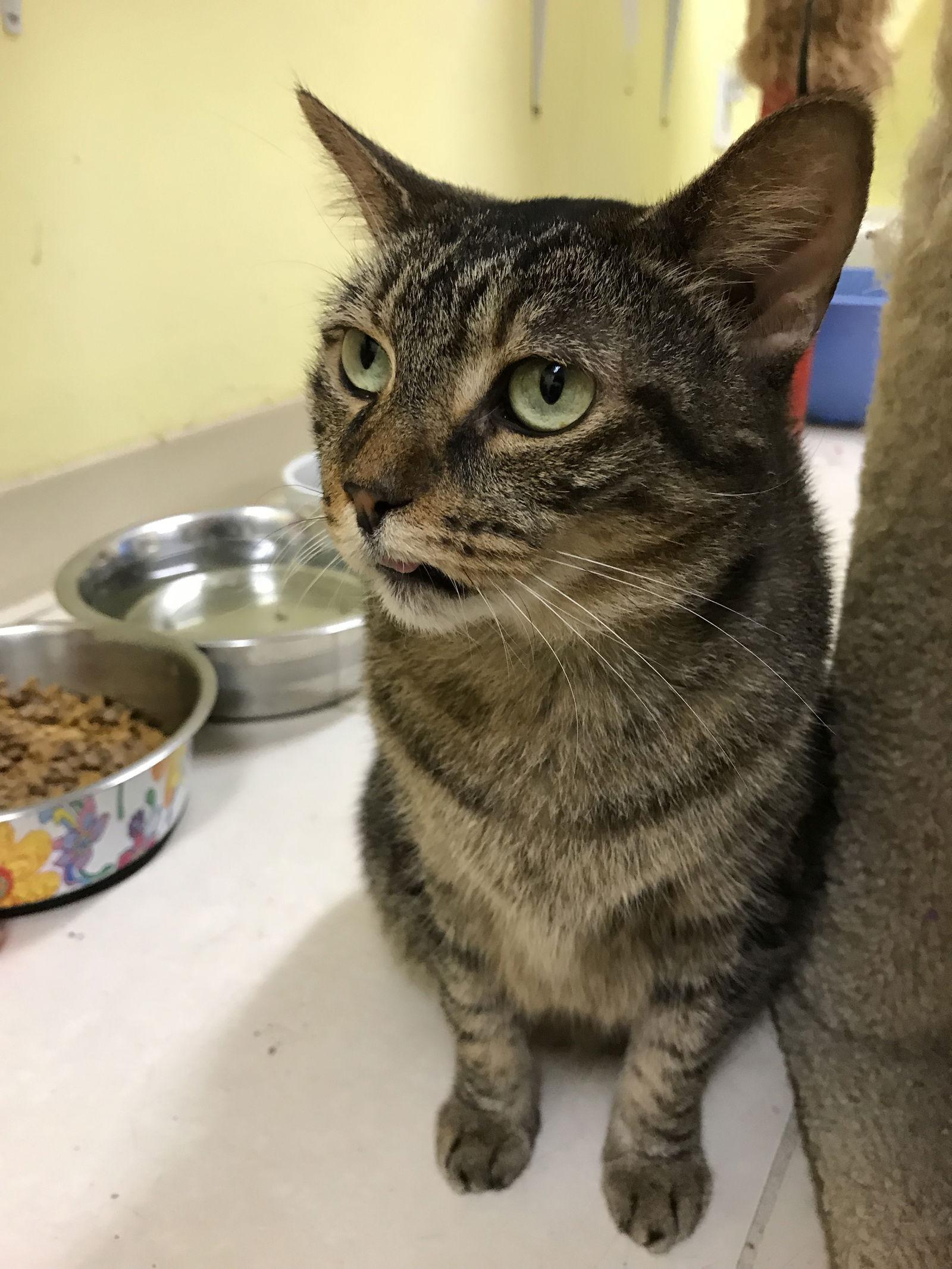 Elvis, a Adoptable Domestic Short Hair in Oakland Park, FL image 2/3