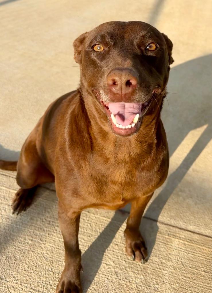 Ruby, Adoptable, Adult Female Labrador Retriever.