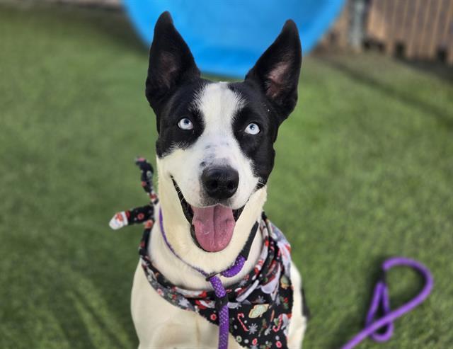 Enlarge ELSA, a Adoptable mixed breed in Phoenix, AZ image 1/1