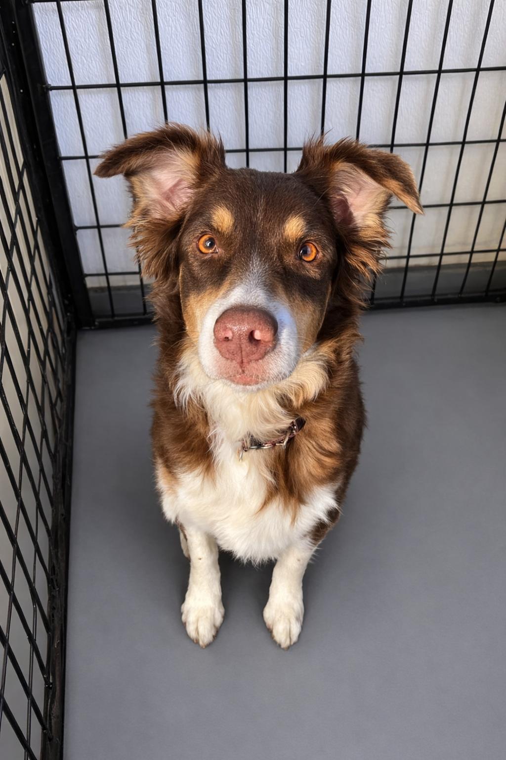 Enlarge Sweetie, an adopted Australian Shepherd in Momence, IL image 1/1