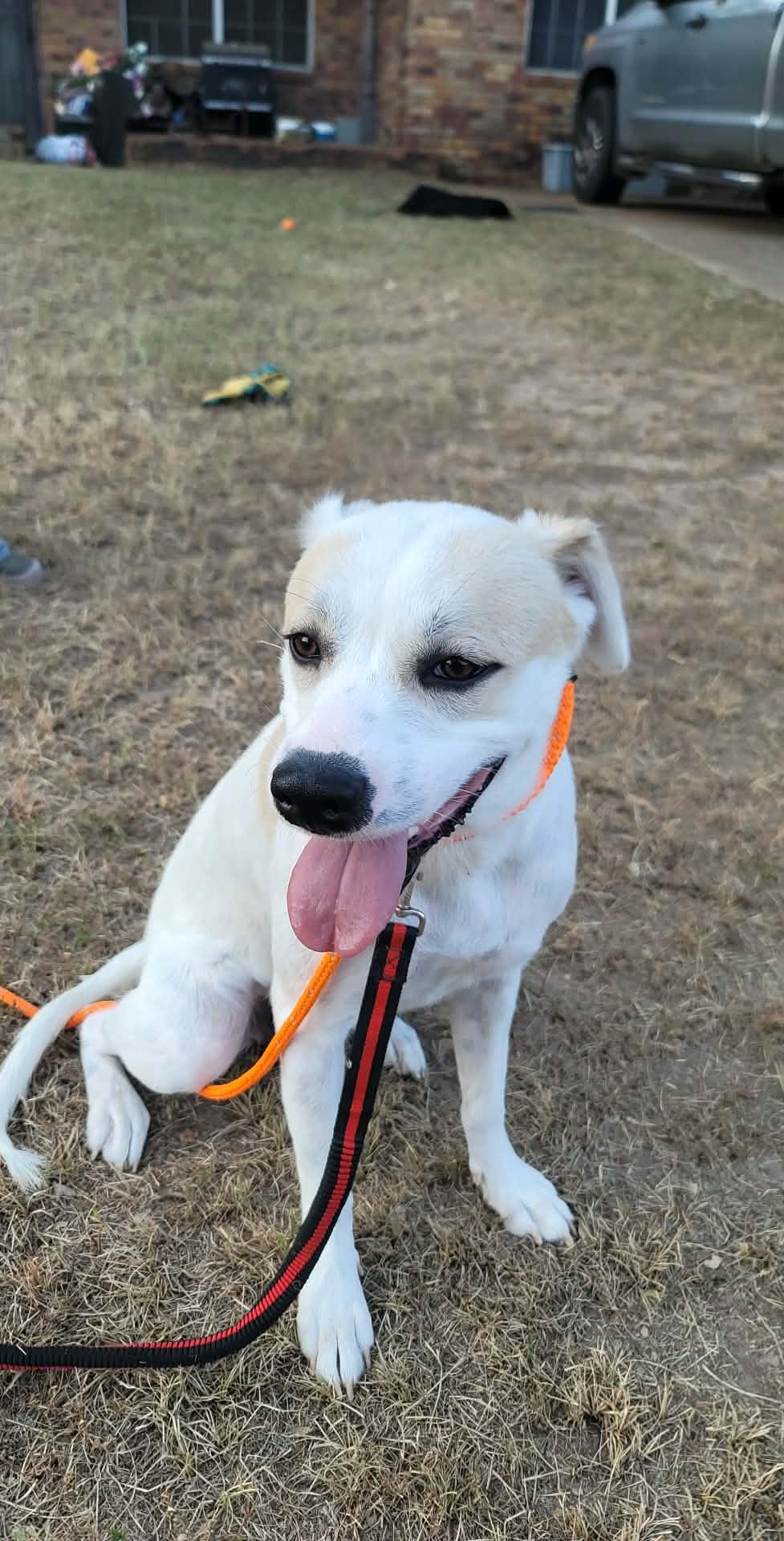 Lyre, a Adoptable mixed breed in New Baltimore, MI image 1/5