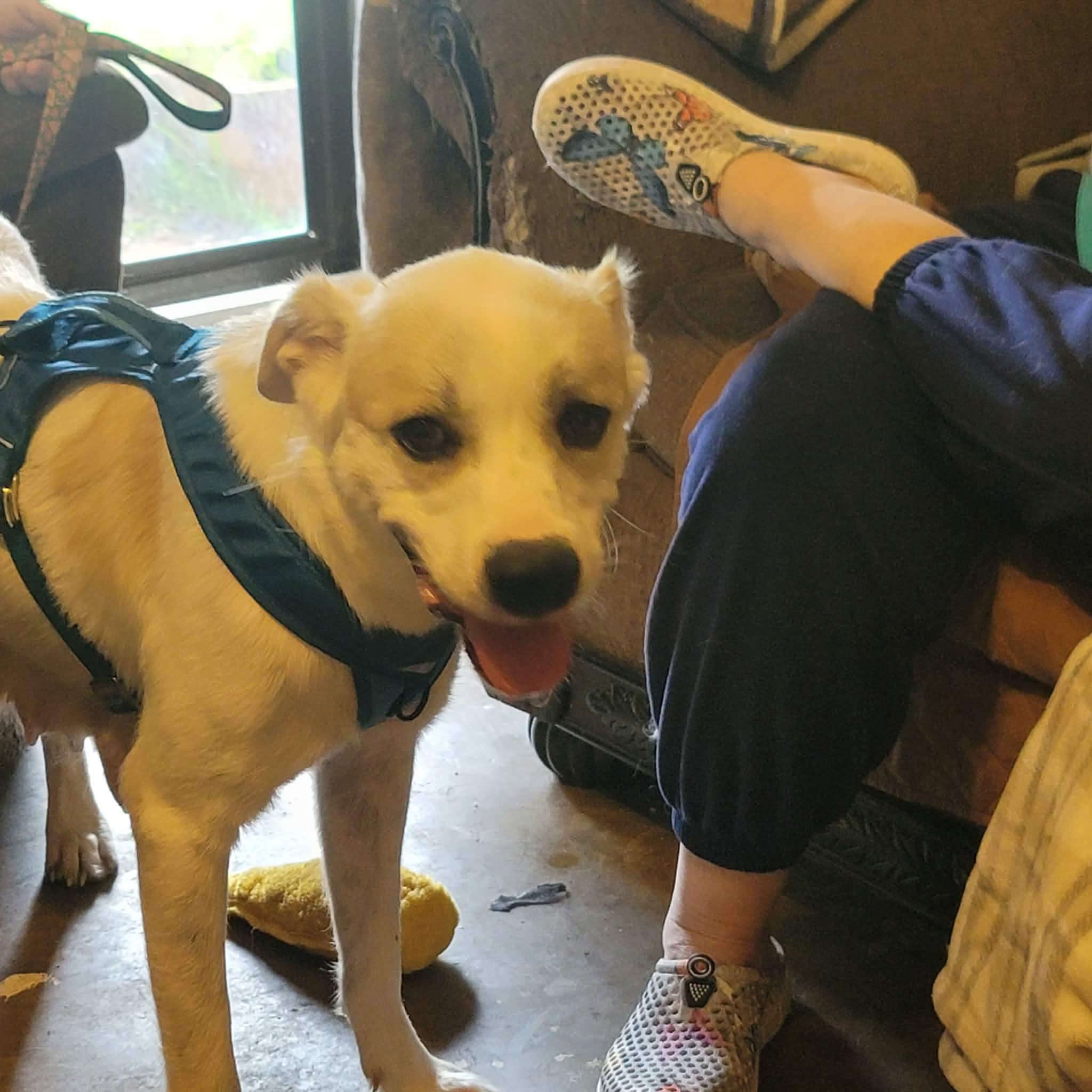 Lyre, a Adoptable mixed breed in New Baltimore, MI image 3/5