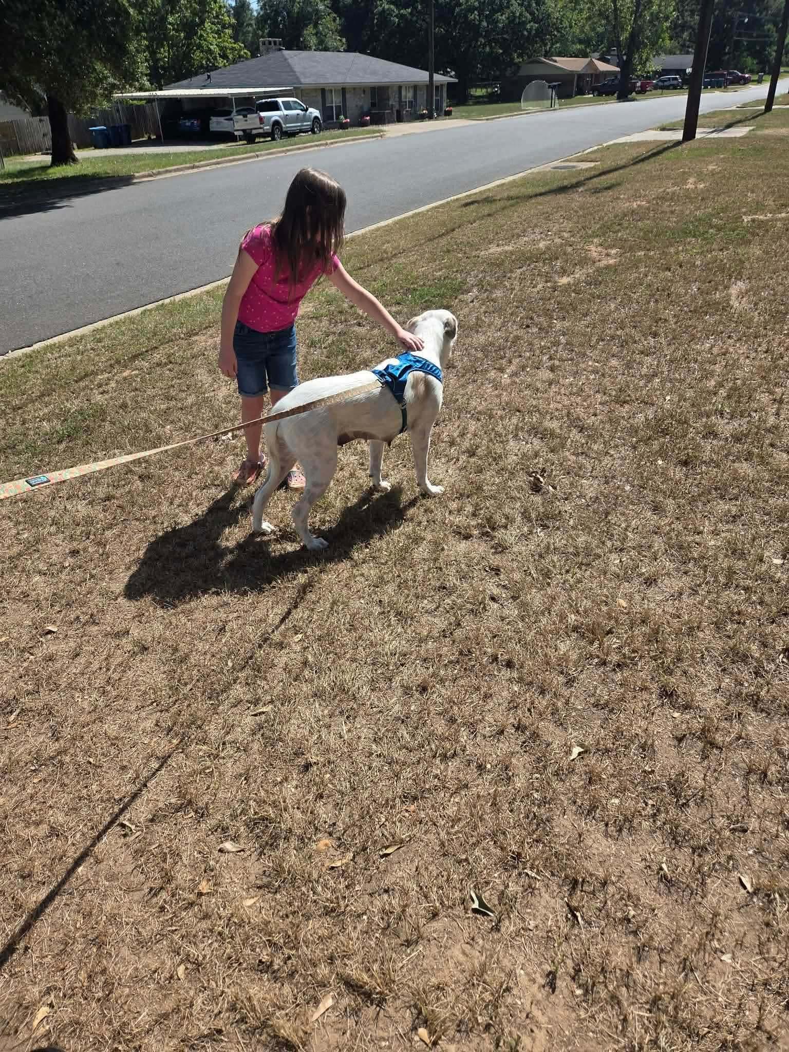 Lyre, a Adoptable mixed breed in New Baltimore, MI image 5/5