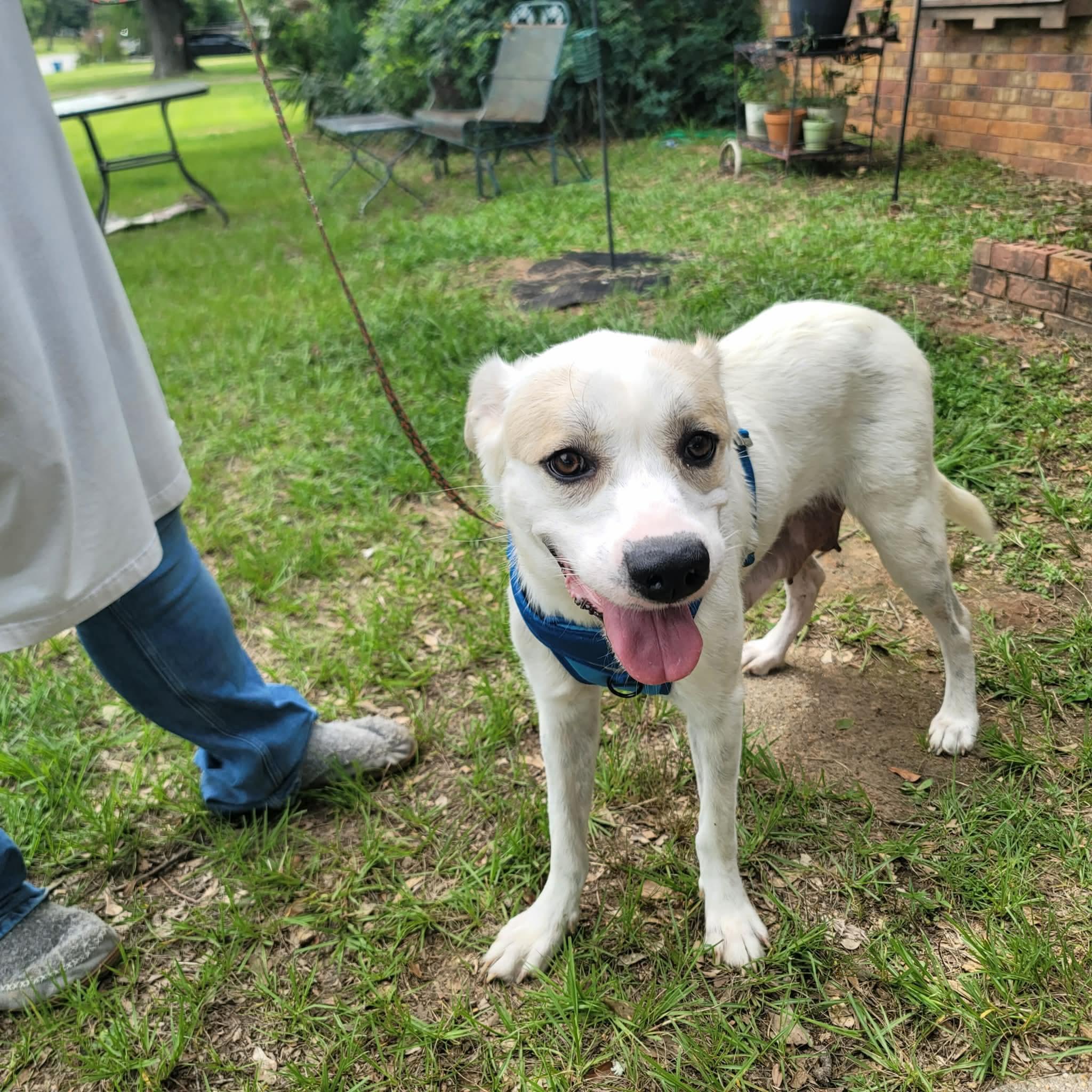 Lyre, a Adoptable mixed breed in New Baltimore, MI image 2/5