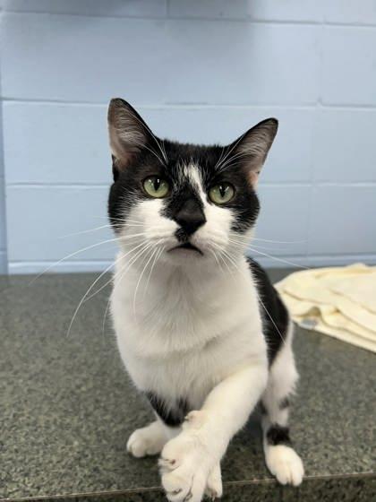 Thor, Adoptable, Adult Male Domestic Short Hair & Domestic Short Hair.