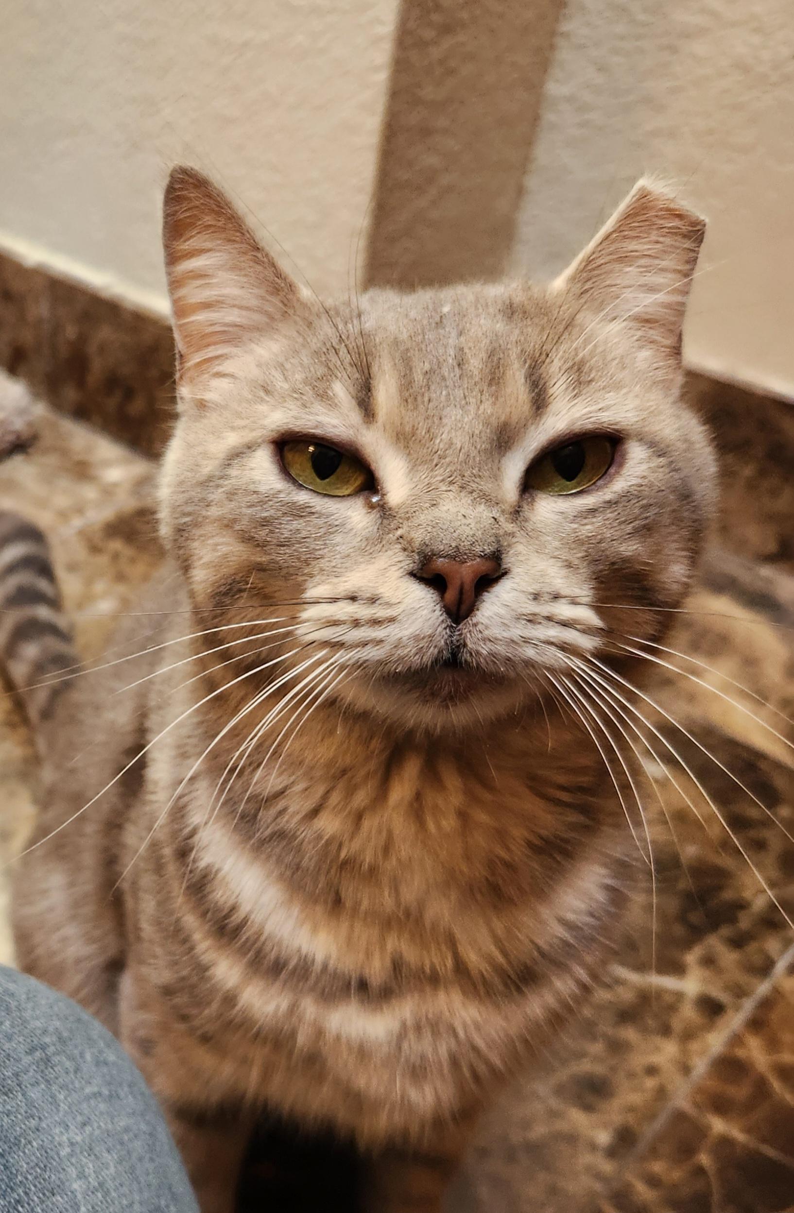 Annie, a ADOPTABLE mixed breed in Oklahoma City, OK image 1/4