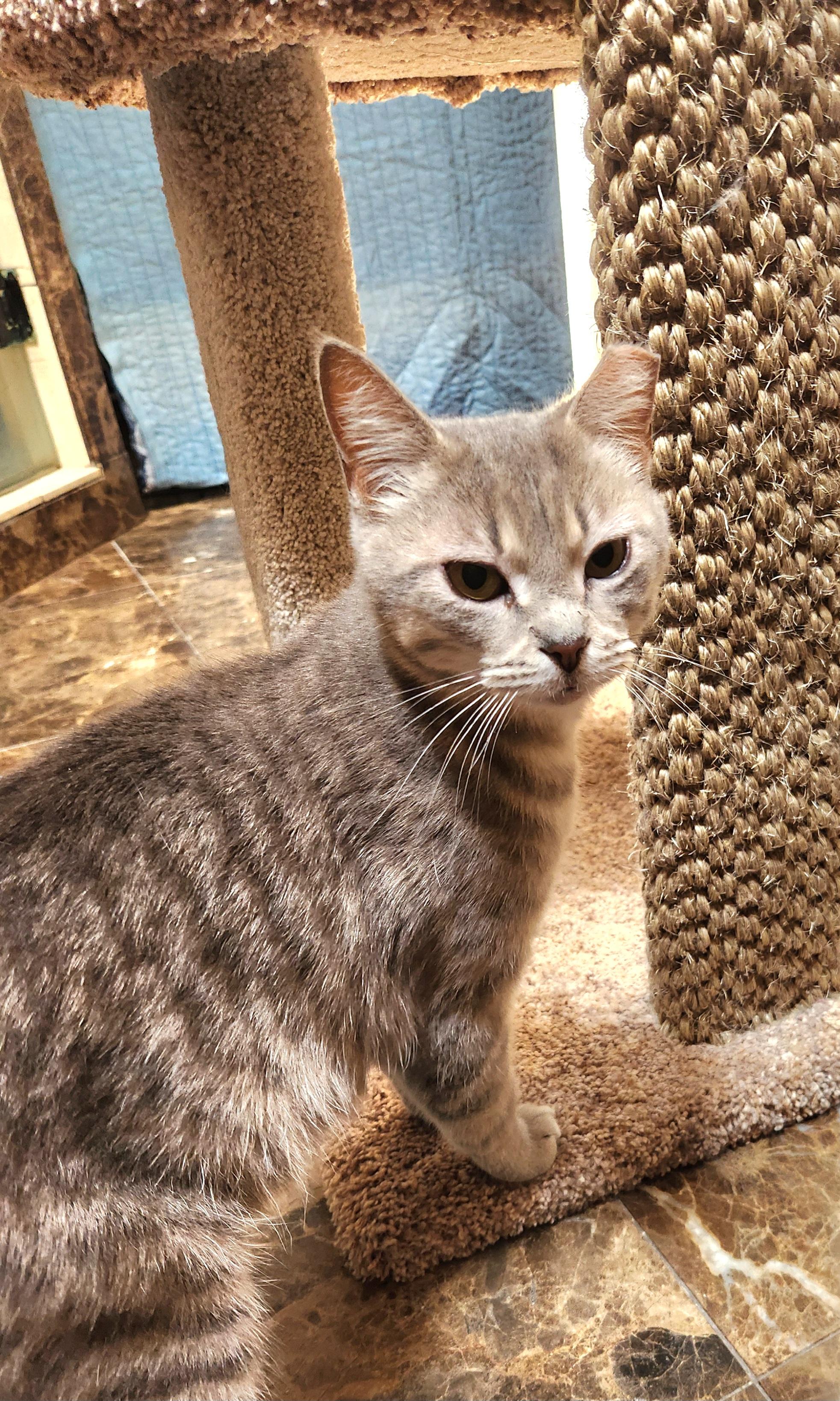 Annie, a ADOPTABLE mixed breed in Oklahoma City, OK image 3/4