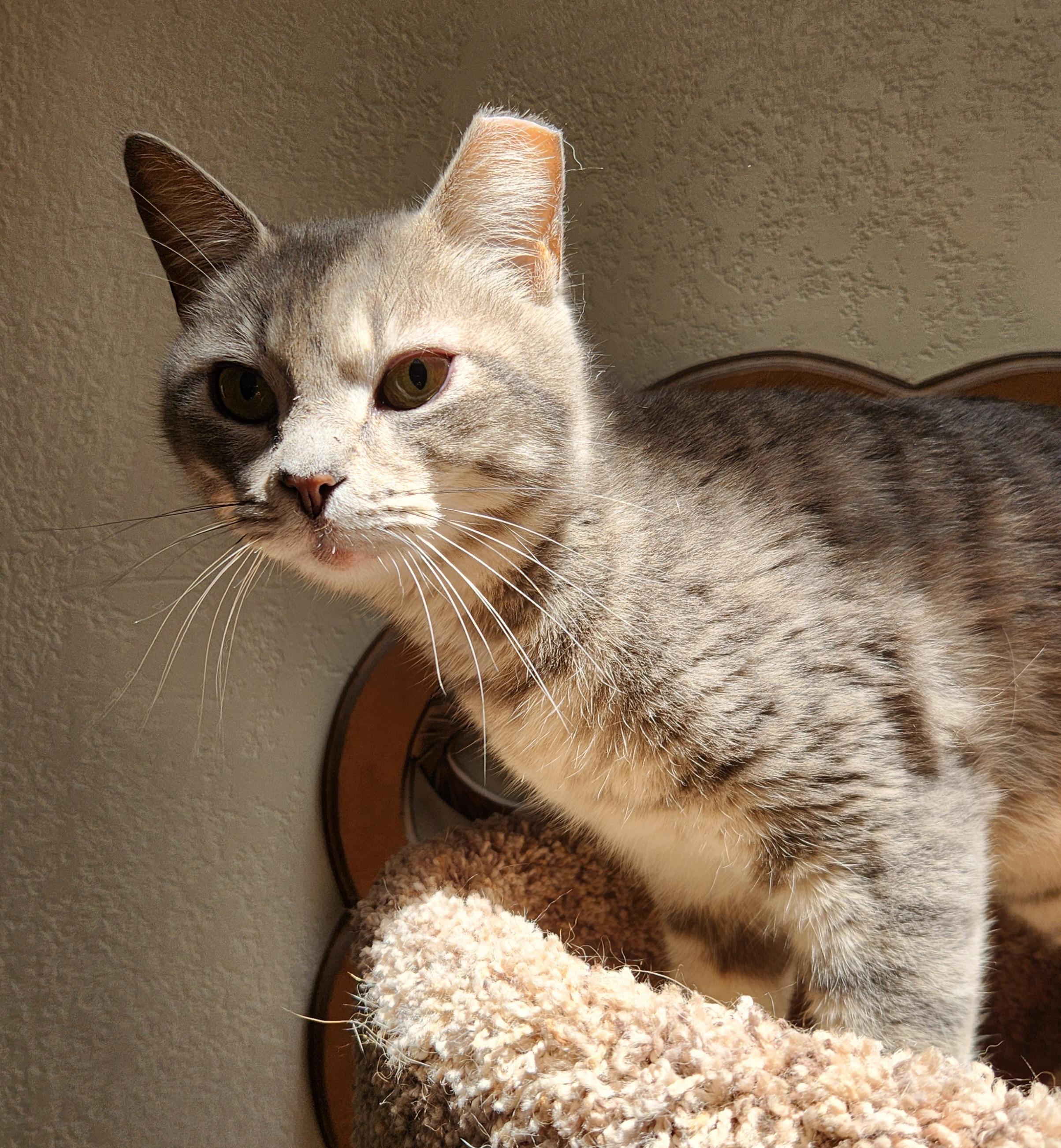 Annie, a ADOPTABLE mixed breed in Oklahoma City, OK image 2/4