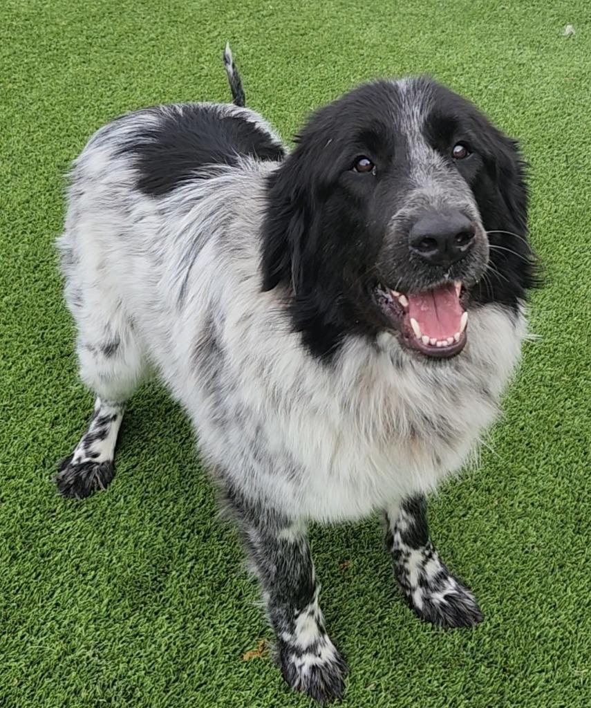 Lewin, adopted, Young Male Great Pyrenees & Mixed Breed.