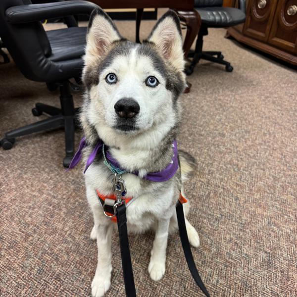 Enlarge Benelli, a Adoptable mixed breed in Lexington, KY image 1/3