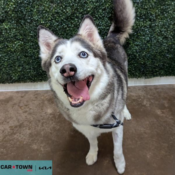 Enlarge Benelli, a Adoptable mixed breed in Lexington, KY image 2/3