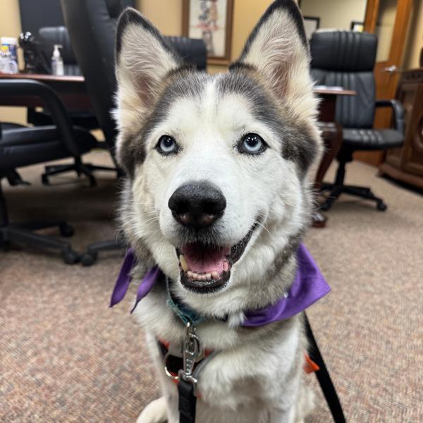 Enlarge Benelli, a Adoptable mixed breed in Lexington, KY image 3/3