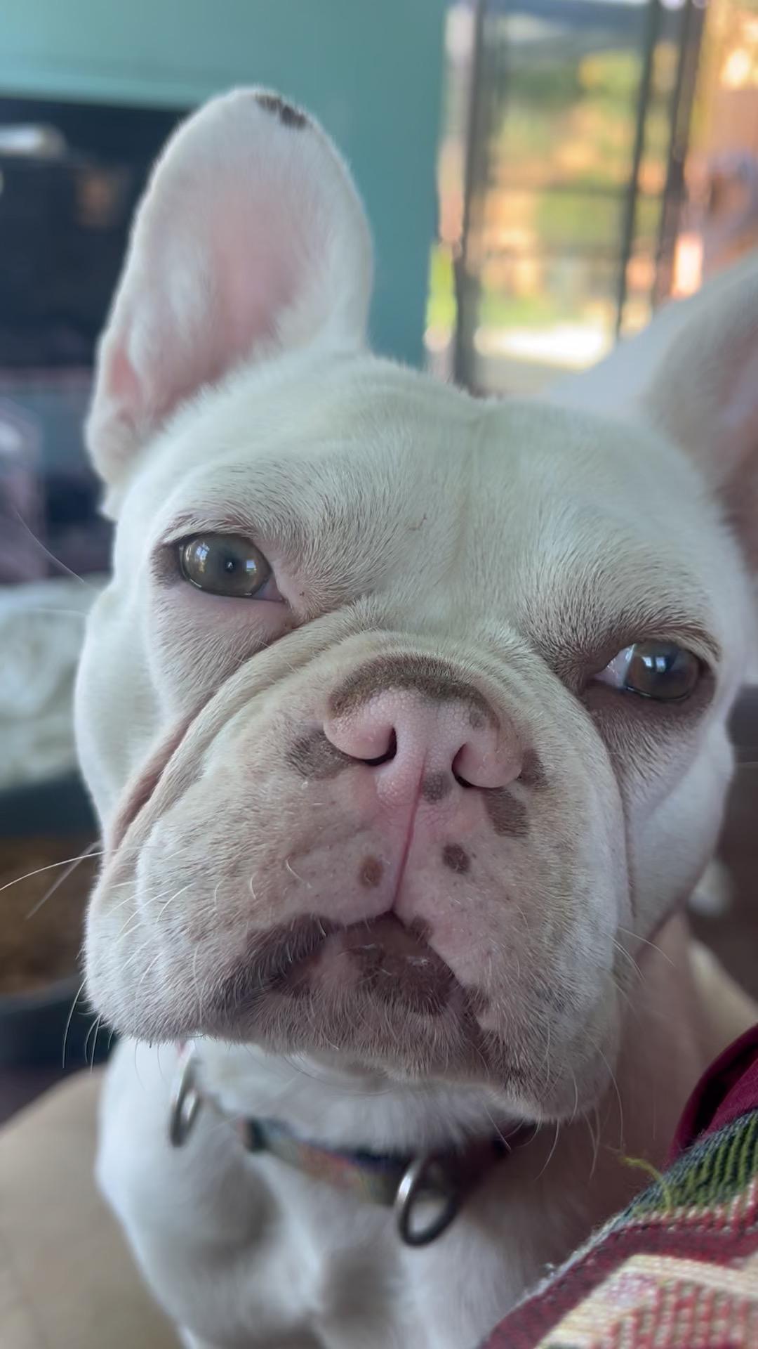 Leslie Caron, a Adoptable French Bulldog in Wingdale, NY image 1/3