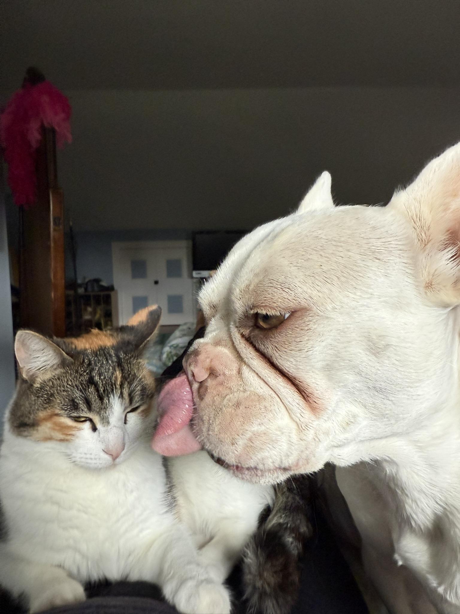 Leslie Caron, a Adoptable French Bulldog in Wingdale, NY image 2/3