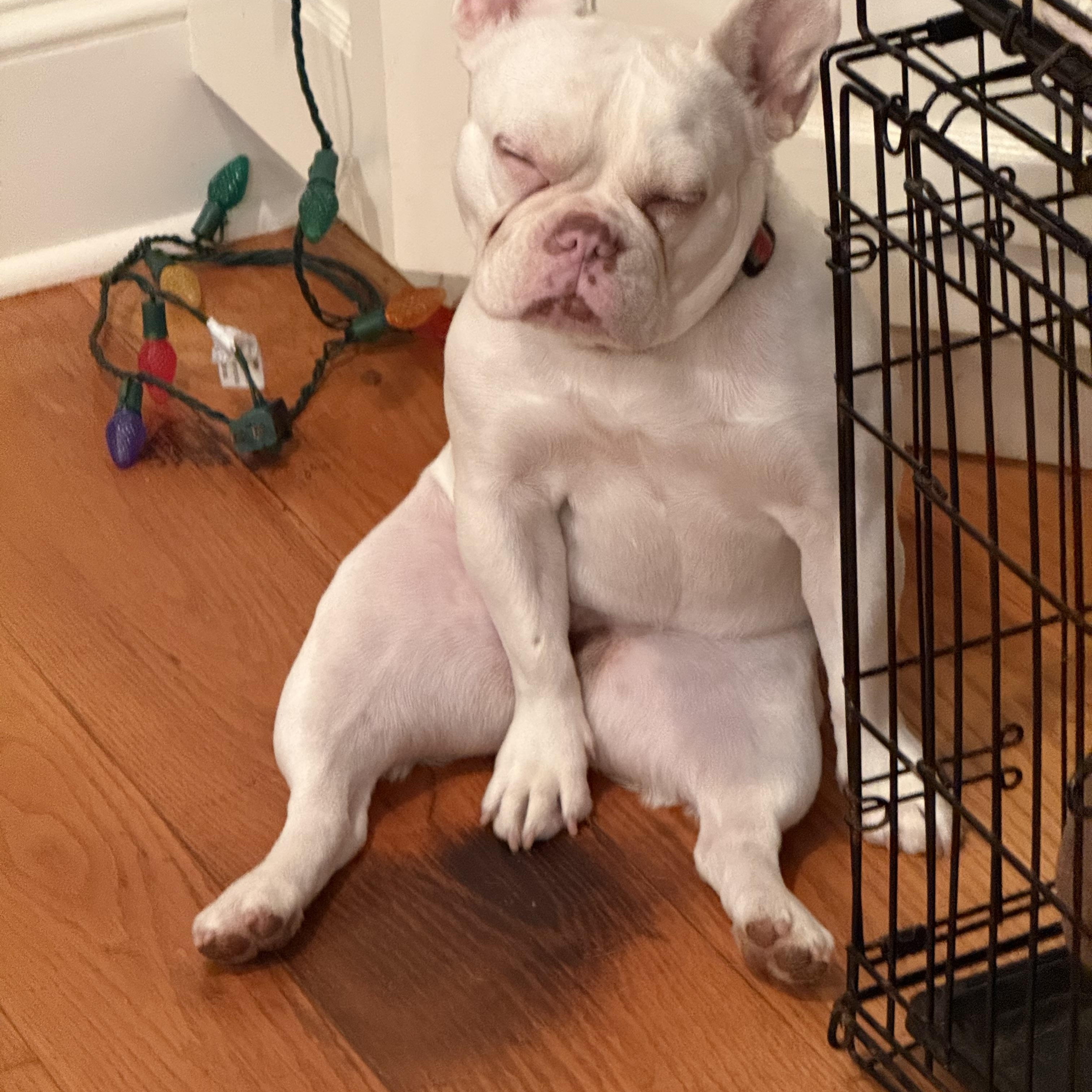 Enlarge Caron, a Adoptable French Bulldog in Wingdale, NY image 4/4