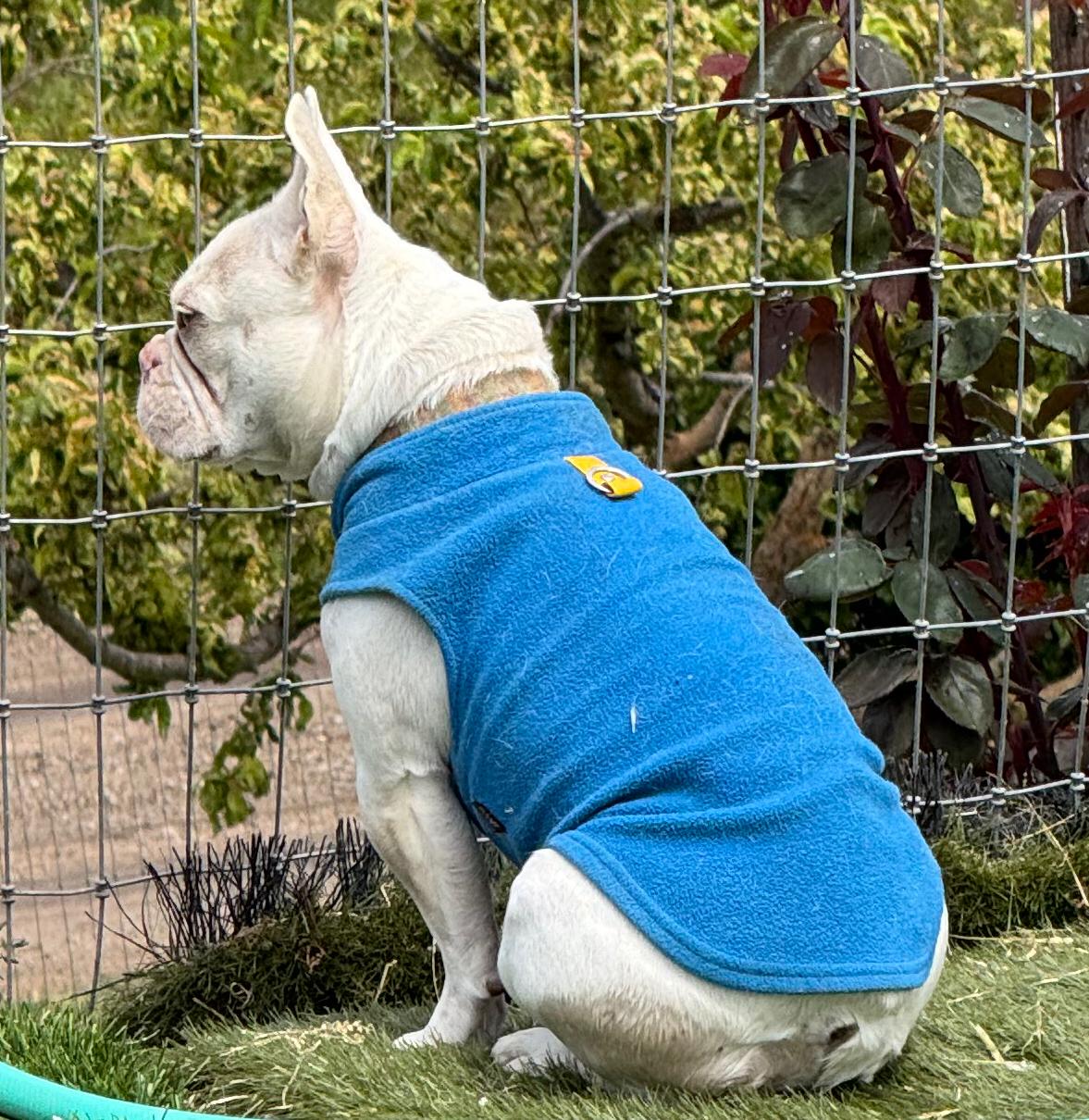 Leslie Caron, a Adoptable French Bulldog in Wingdale, NY image 3/3