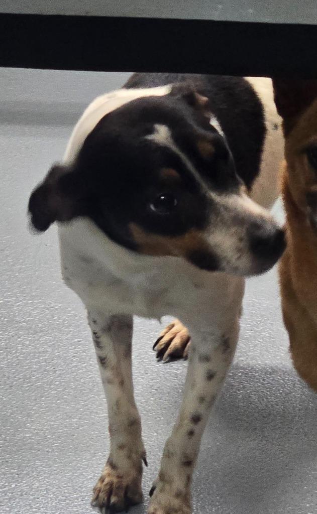 Mary Ellen, Adoptable, Young Female Mixed Breed.